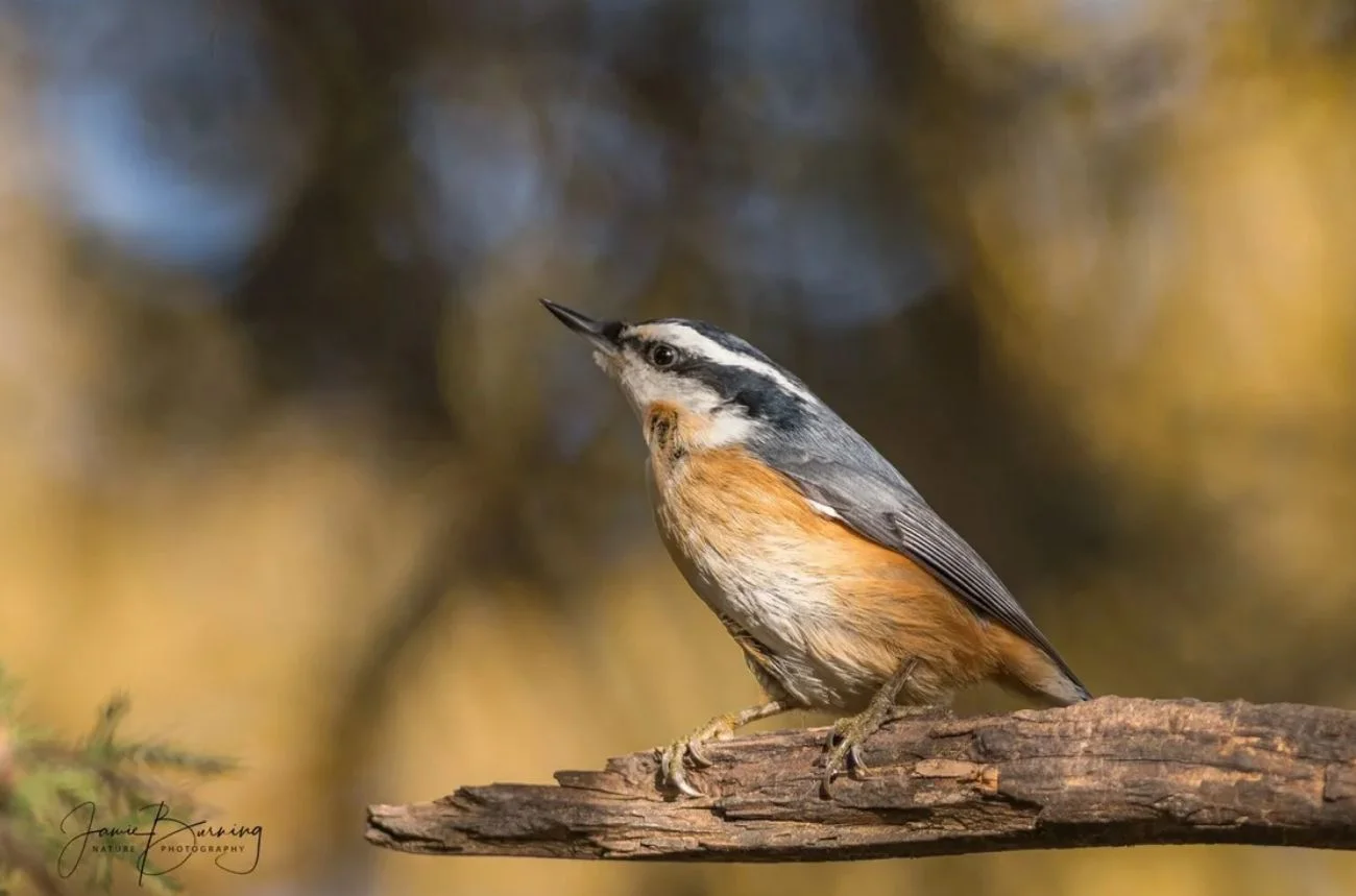 Jackson Park - Wooded Island