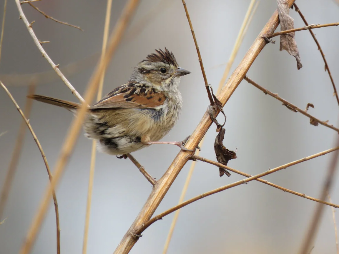 Swamp Sparrow, photo: Eric Gyllanhaal