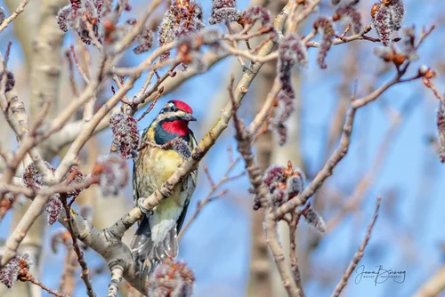 How Many Birds Des Plaines Conservation Area: Ultimate Guide 2025