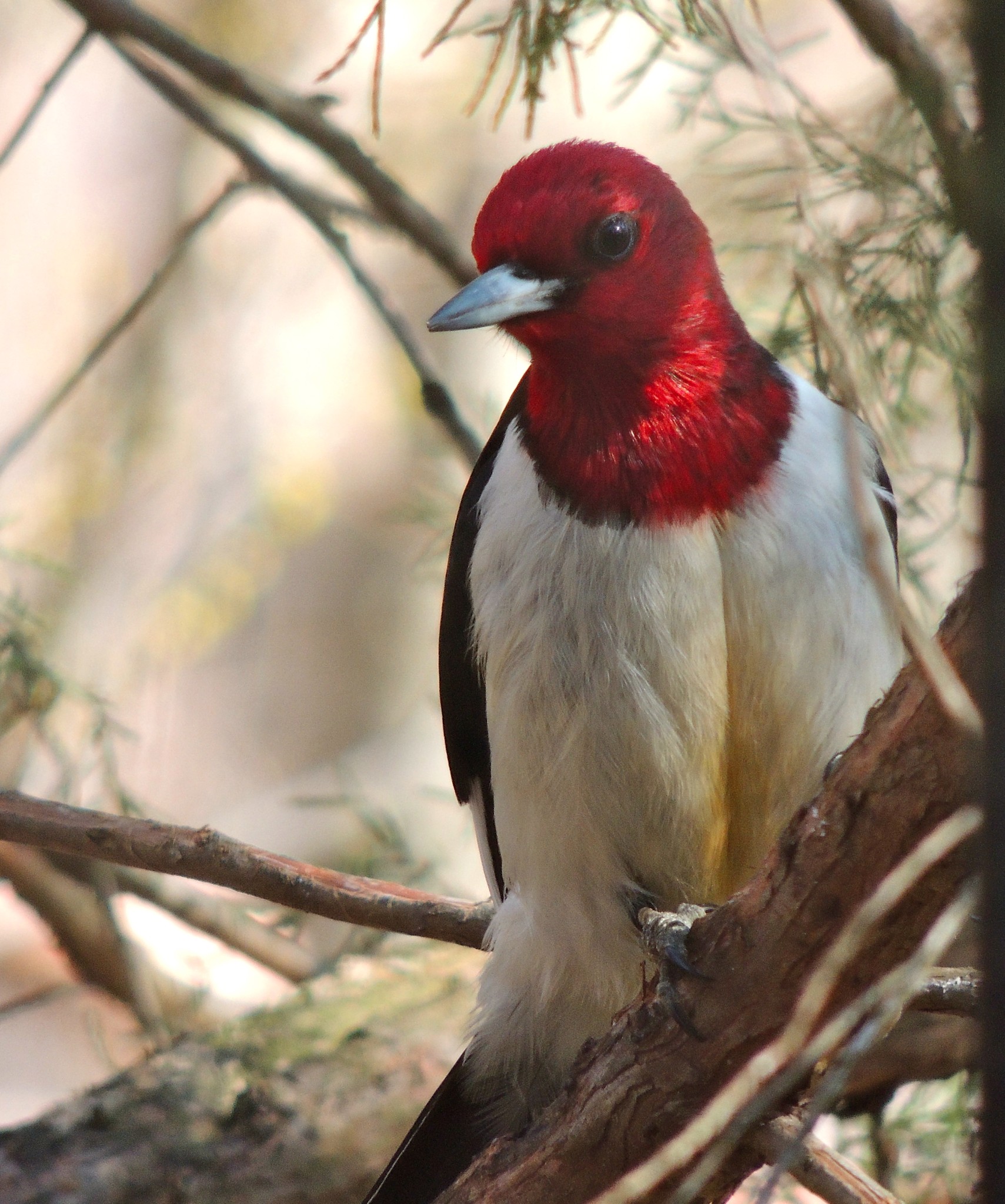 Spring Bird Count 2019