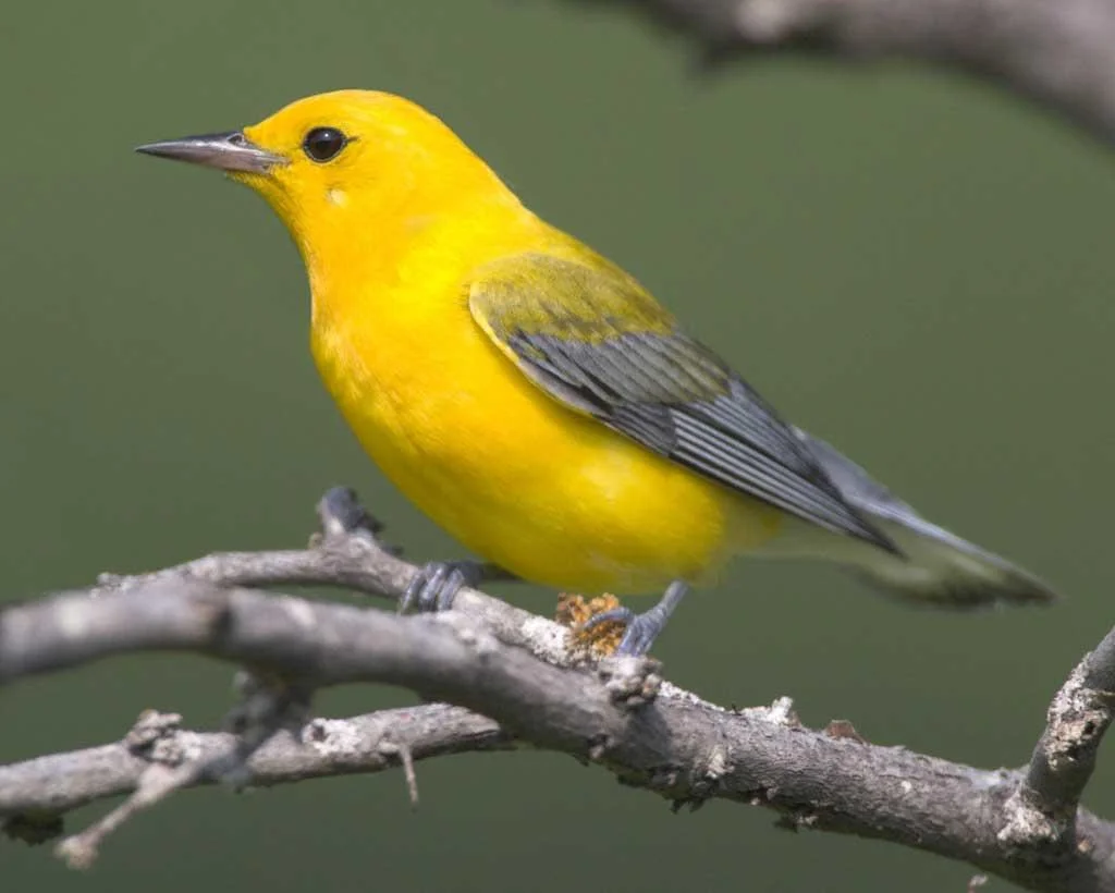 Photo from audubon.org