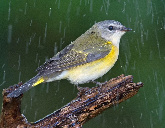 Female American RedstartPhoto by Randy Streufert – Audubon Photography Award