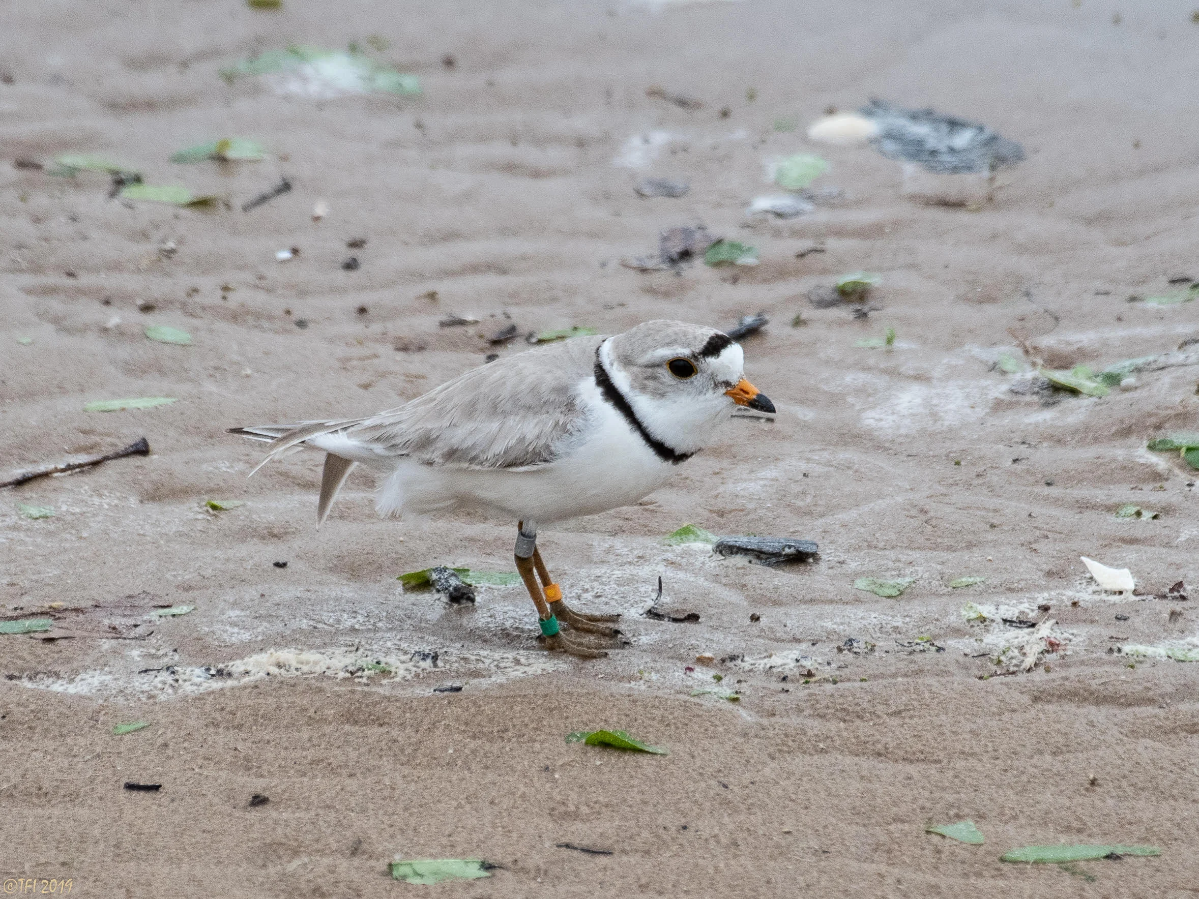 plover.jpg