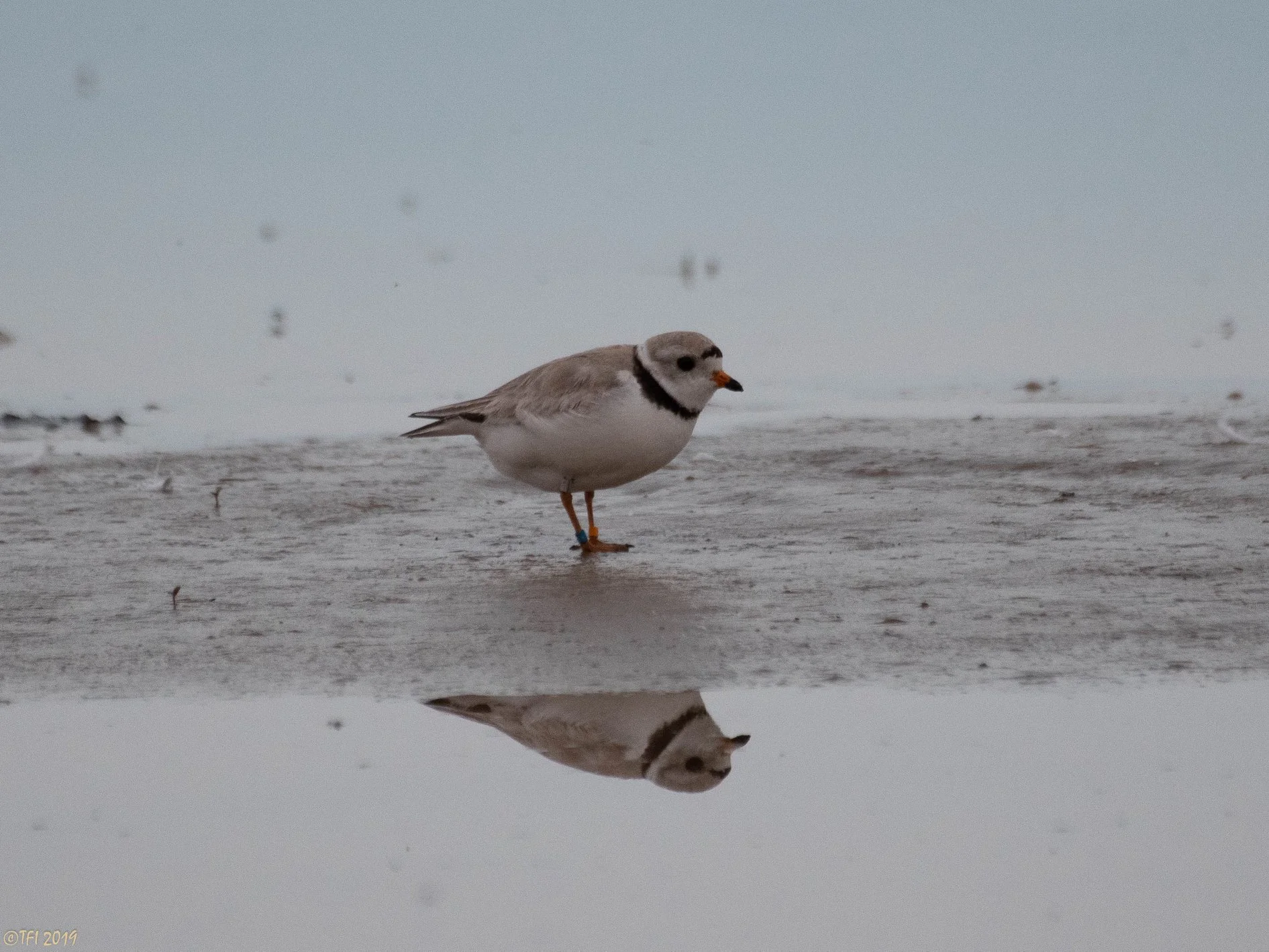Rose at the Beach, Photo: Tamima Itani