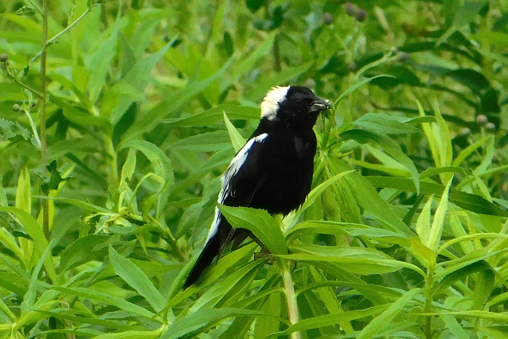 Cancelled: The Nature Conservancy (TNC) of Indiana’s Kankakee Sands 