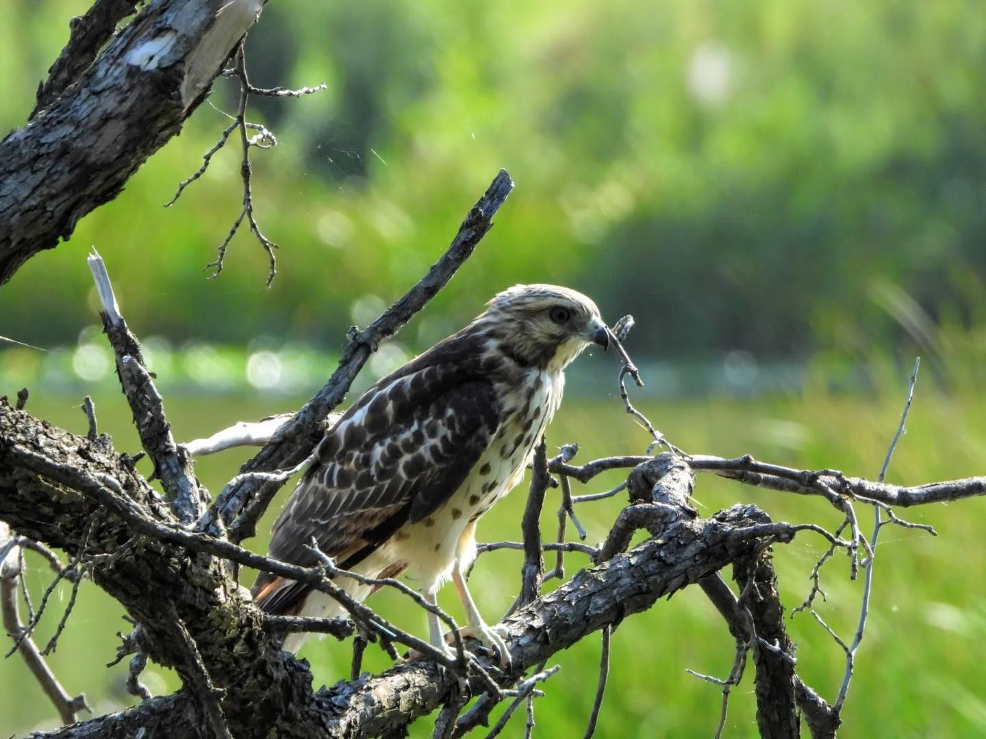Fall Bird Walk at Trailside Museum