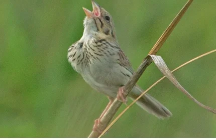 Plum Creek Forest Preserve Work Day 