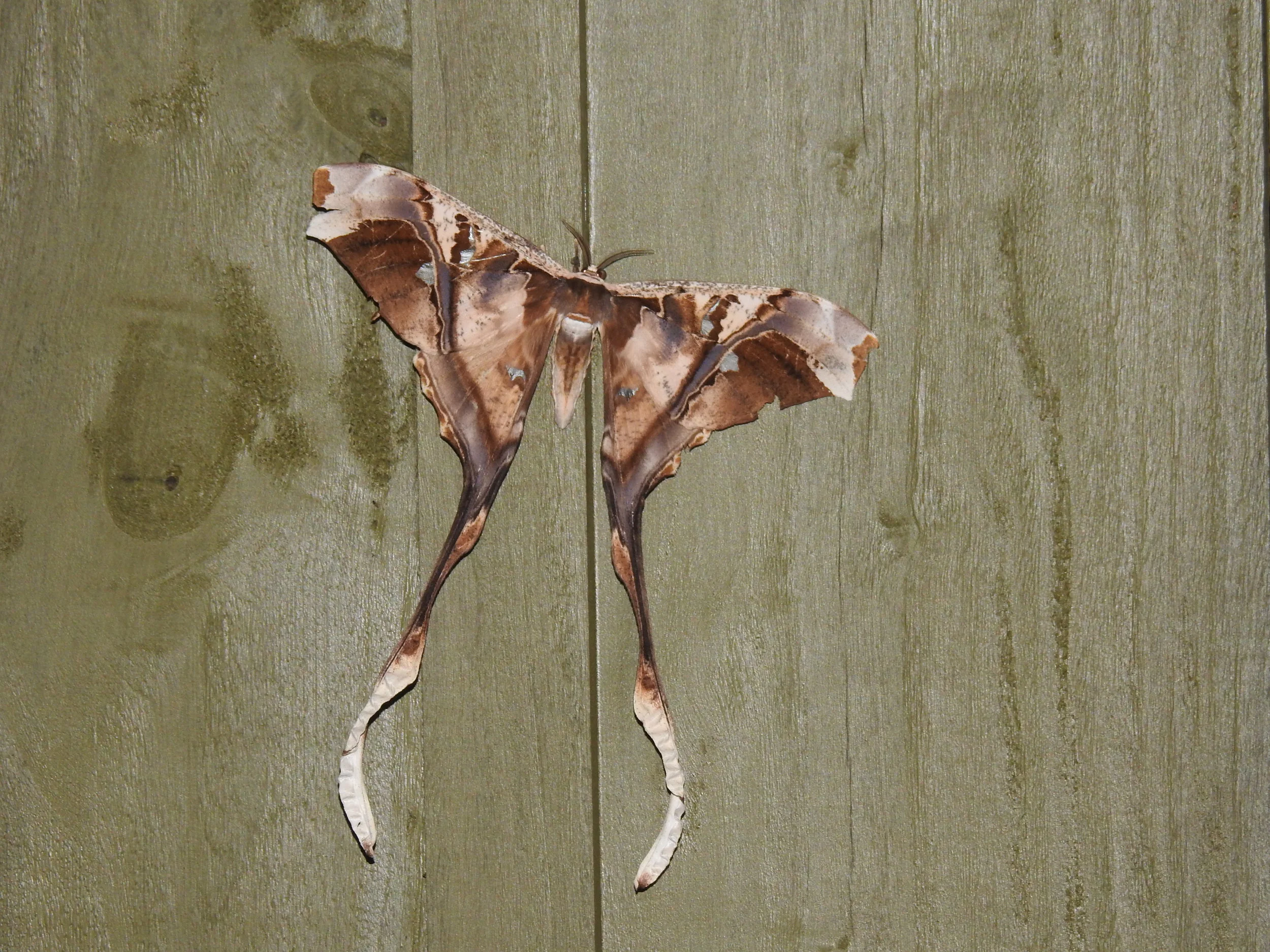 Stettner's Silk Moth