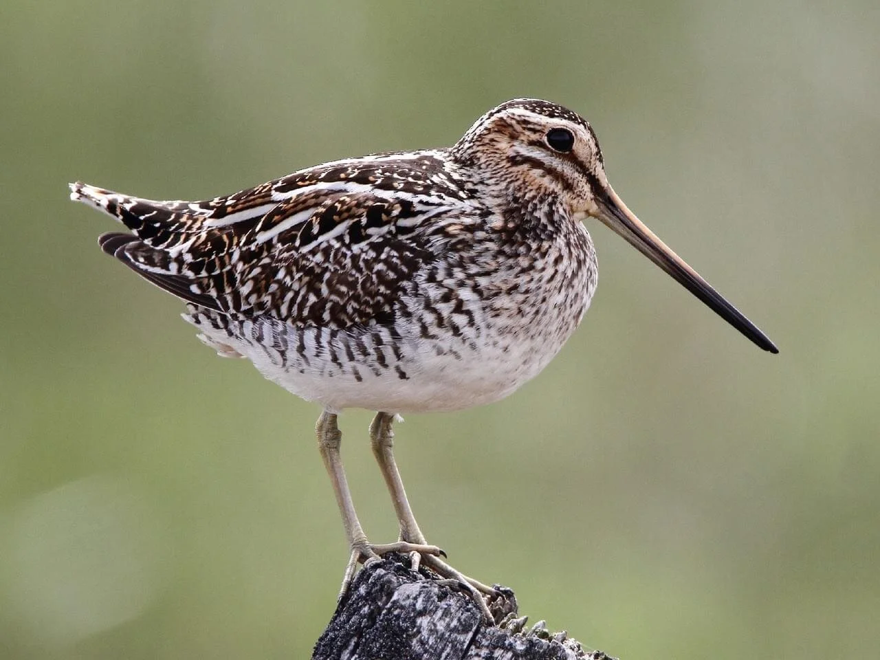 Wilson’s Snipe