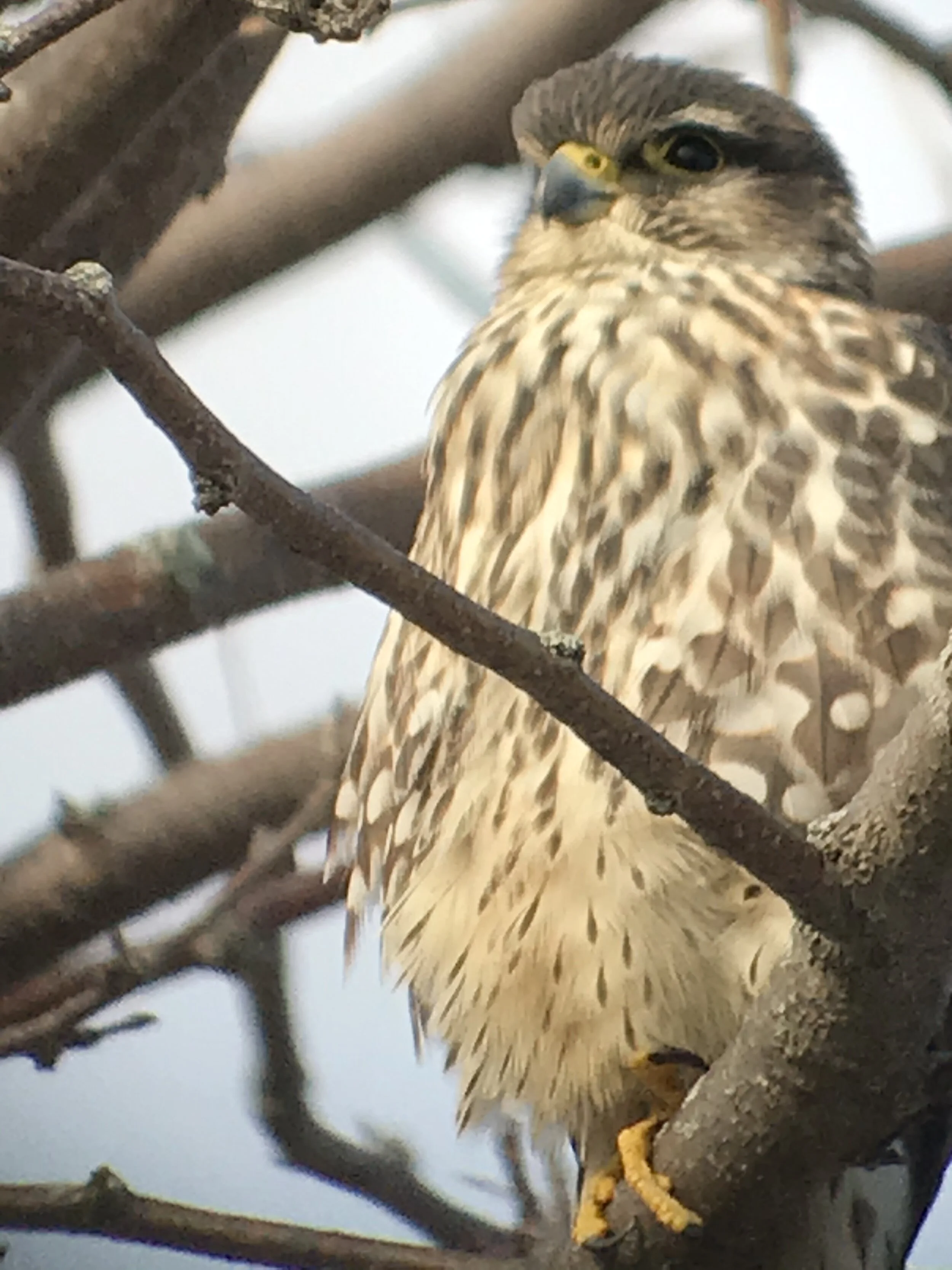 Photo by Eric Ginsburg. iPhone through scope