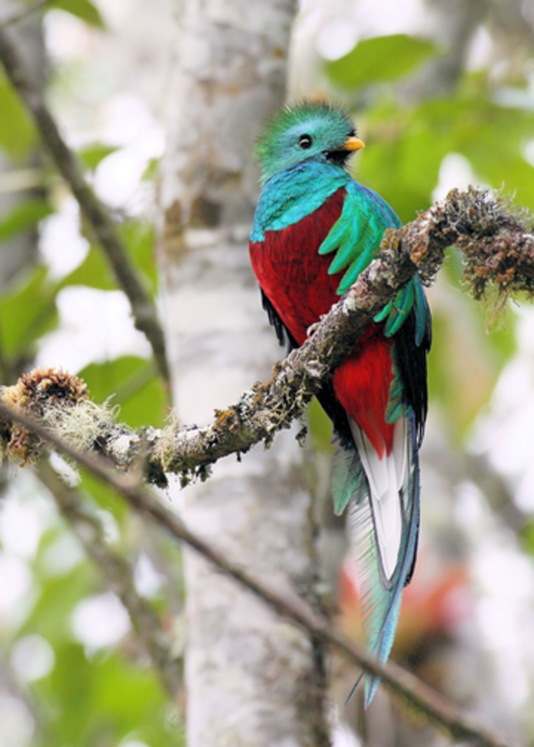 Bird Conservation in the Cloud Forest of Guatemala: a continental context