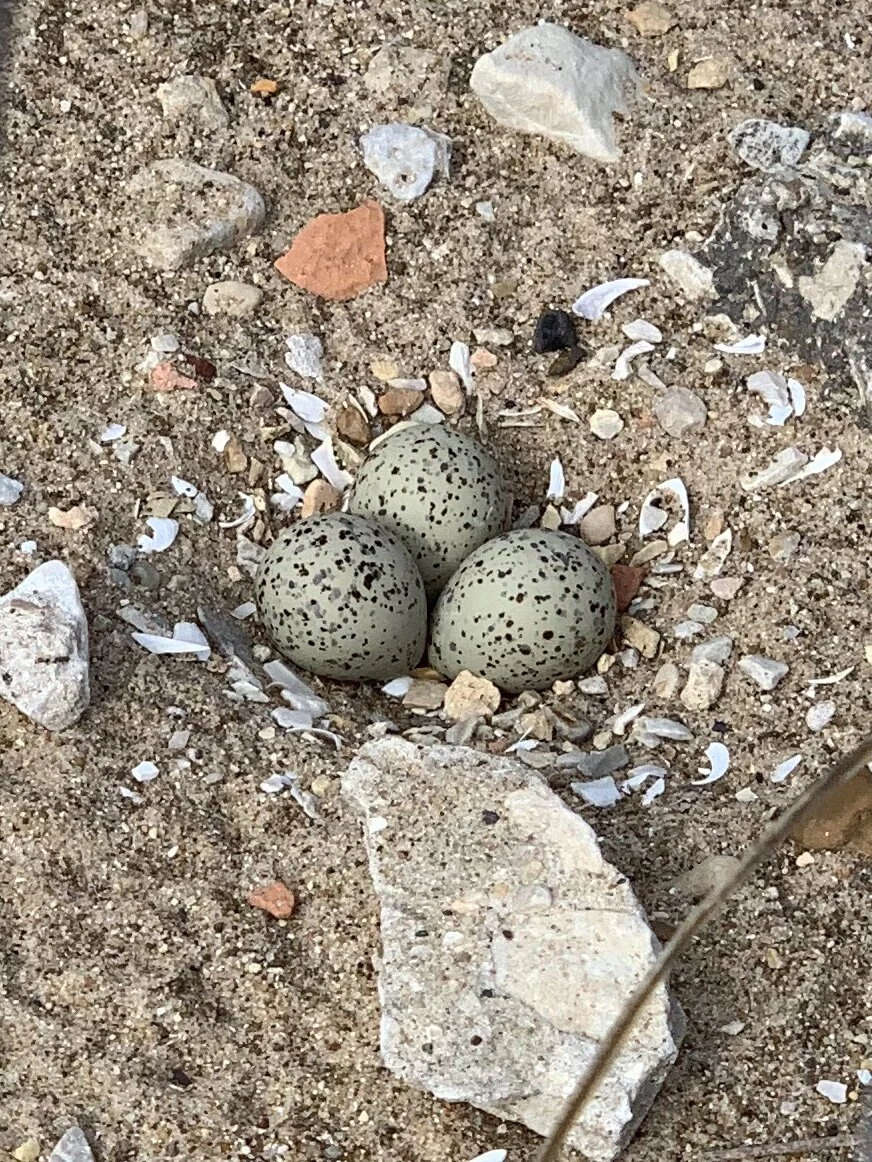 Monty and Rose Lay Eggs