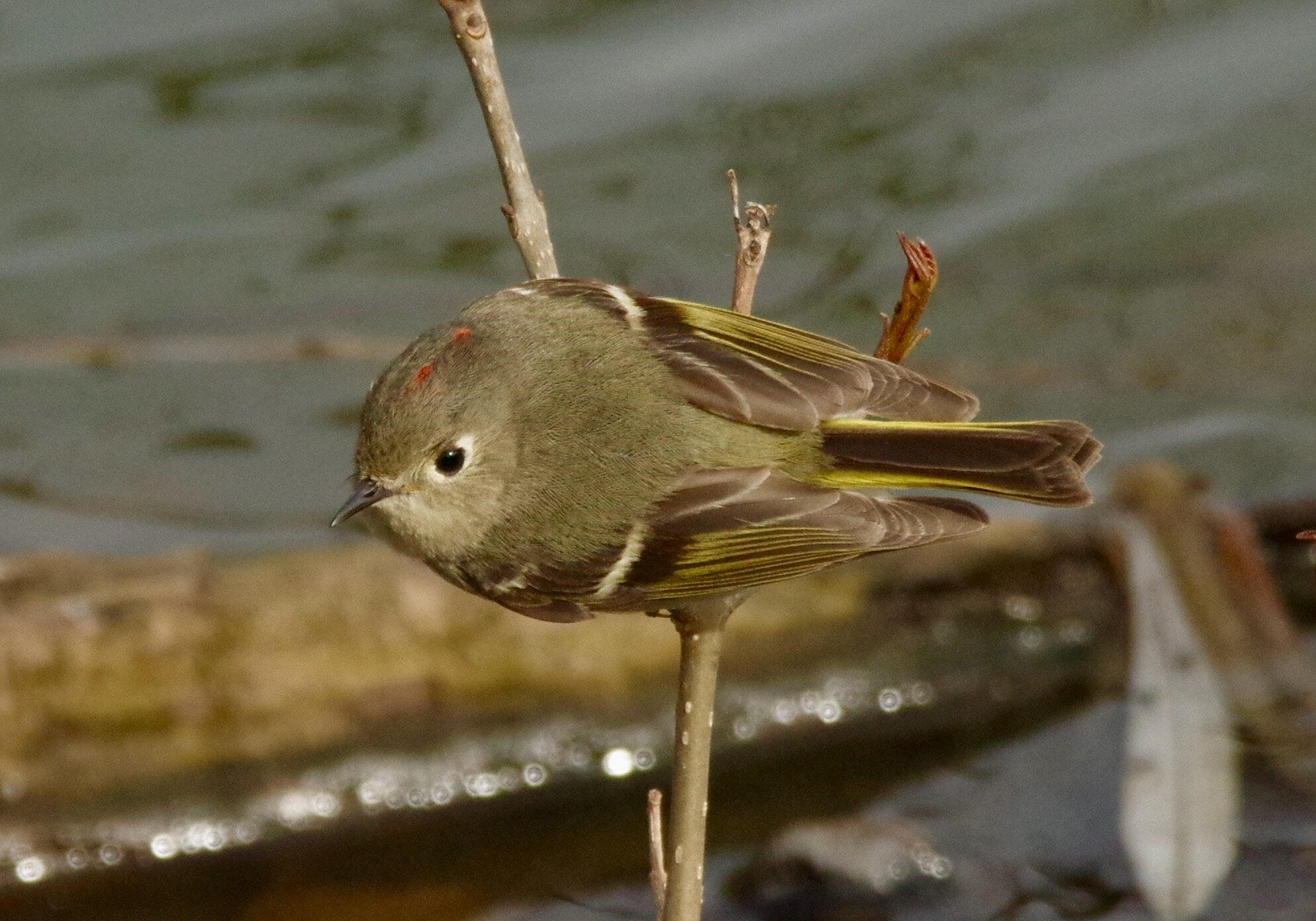 Ruby Crowned Kinglet