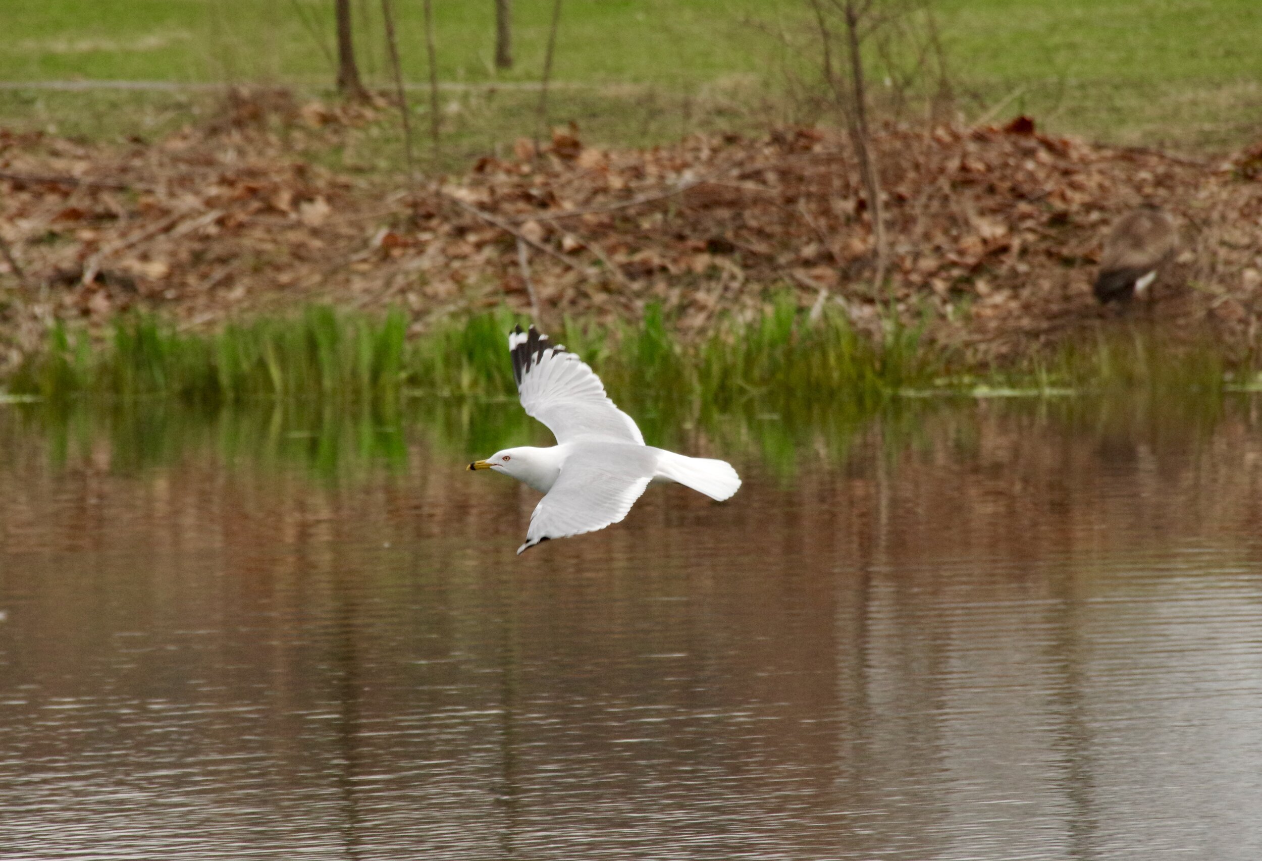 Ring Billed Gull