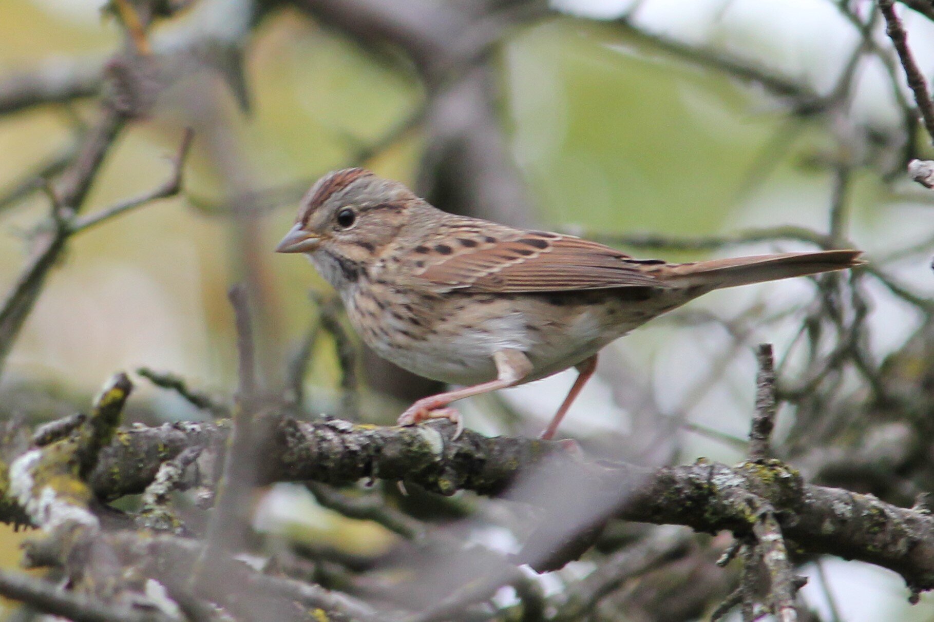 Lincoln's Sparrow, Photo by Alex Landberg