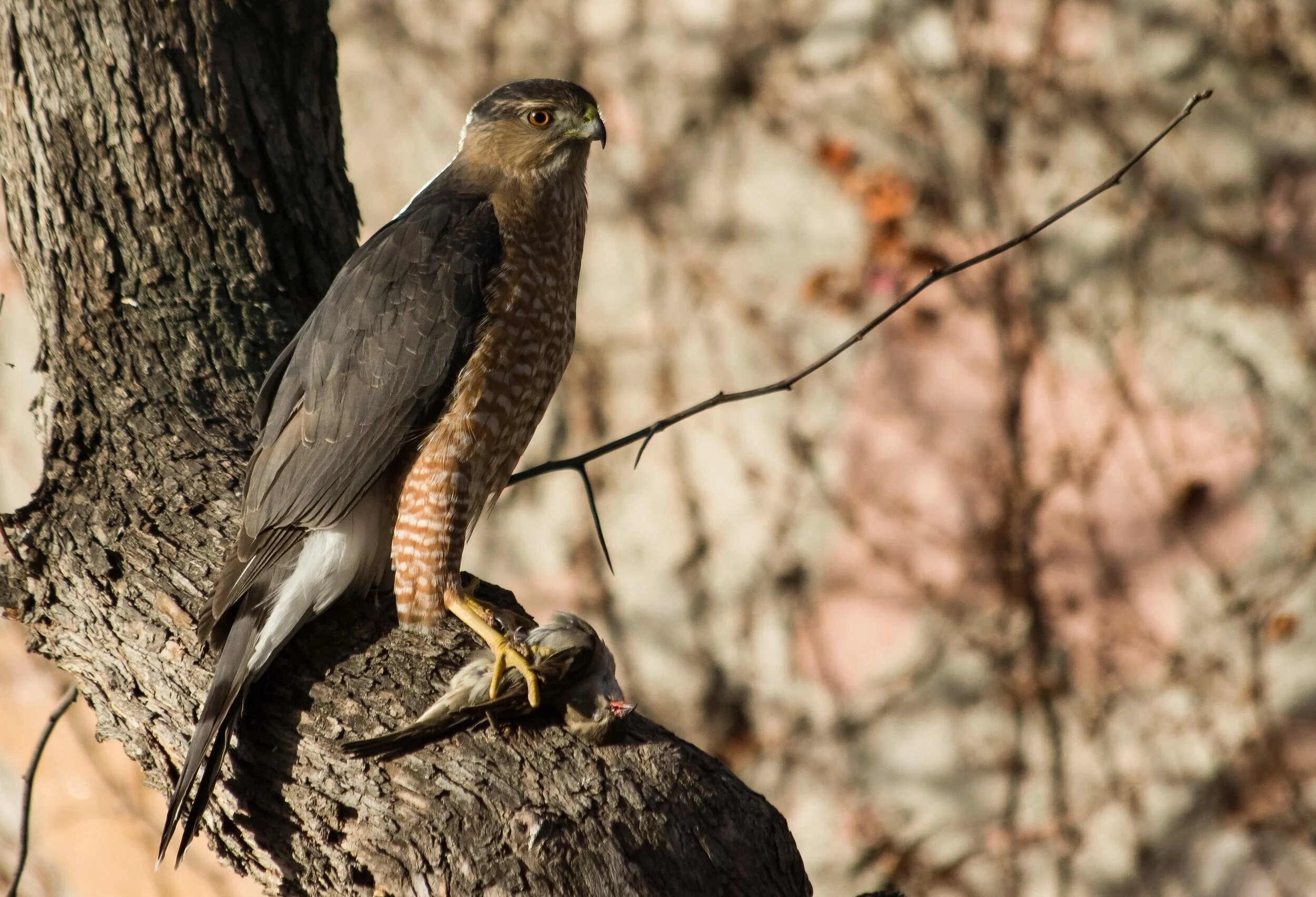 McKinley Park Birdwalk