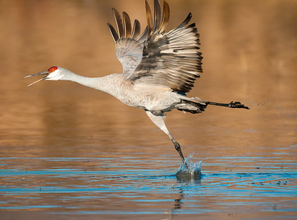 Fall Migration Walks at NPVNC
