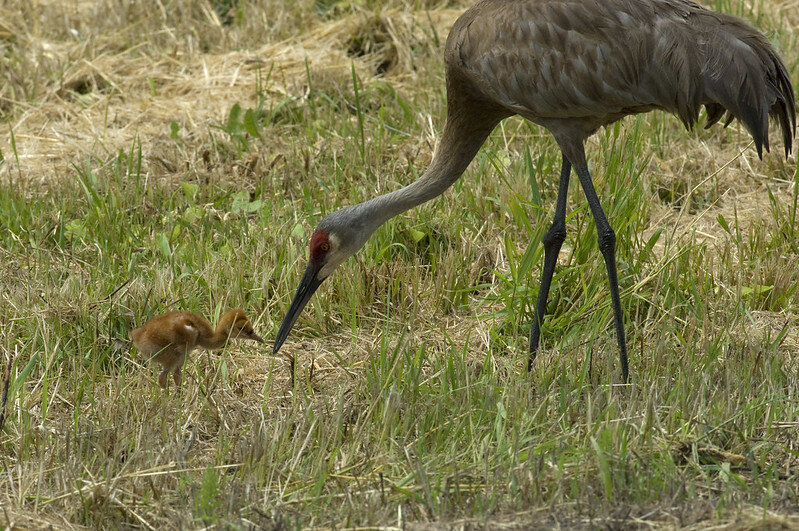 Sandhill Crane, adult and colt, Volo Bog