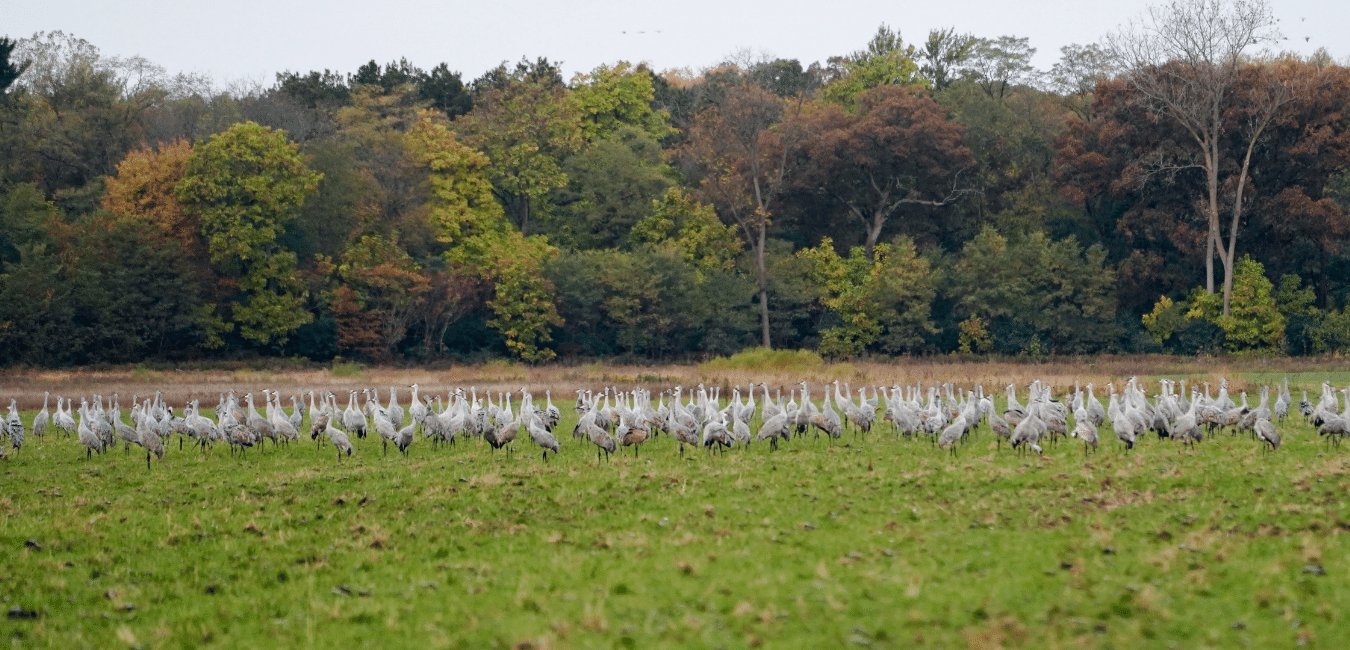 Sandhills gathering