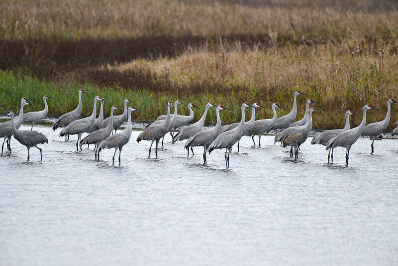 Sandhill Cranes 