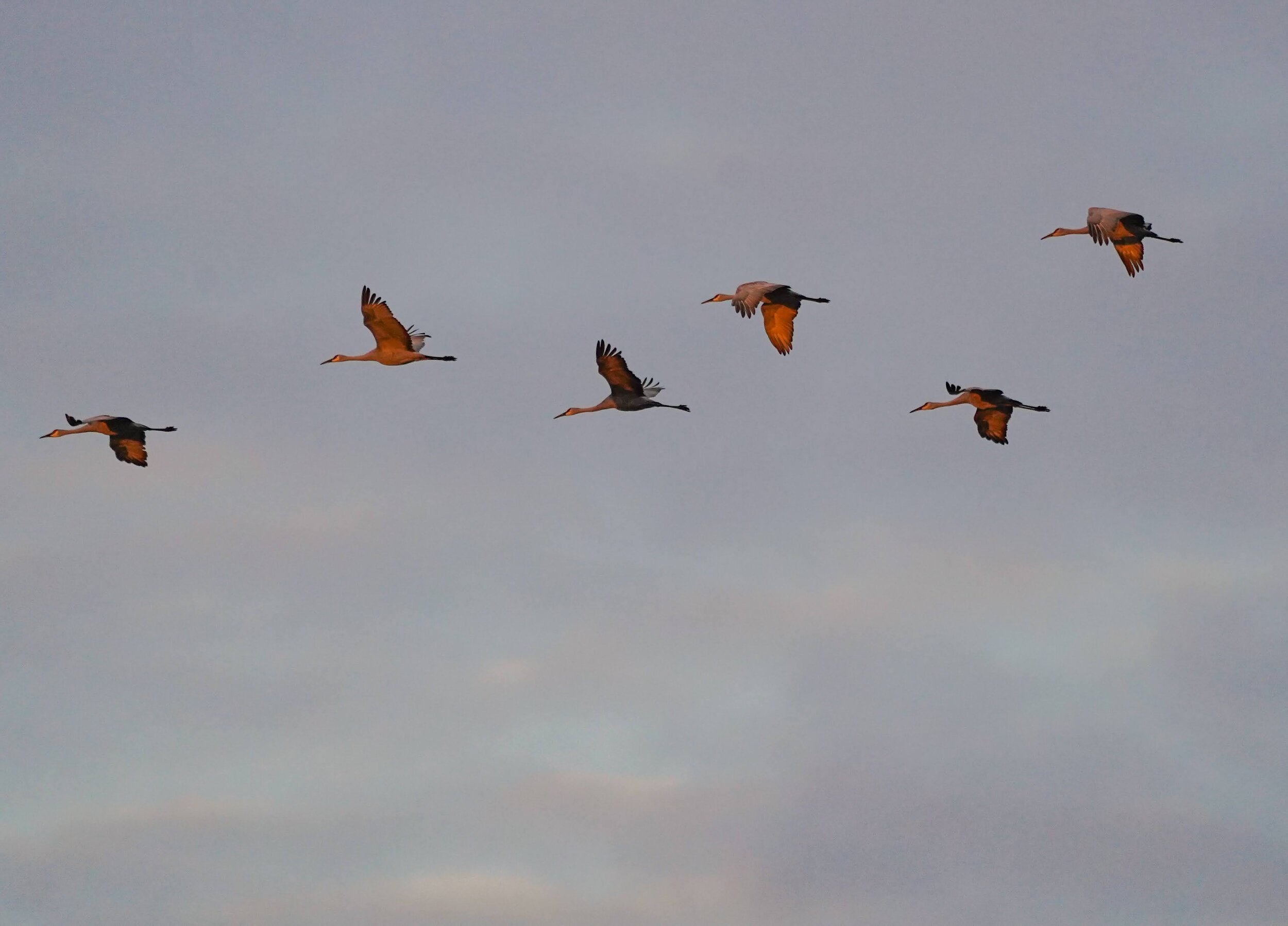 Sandhills in flight