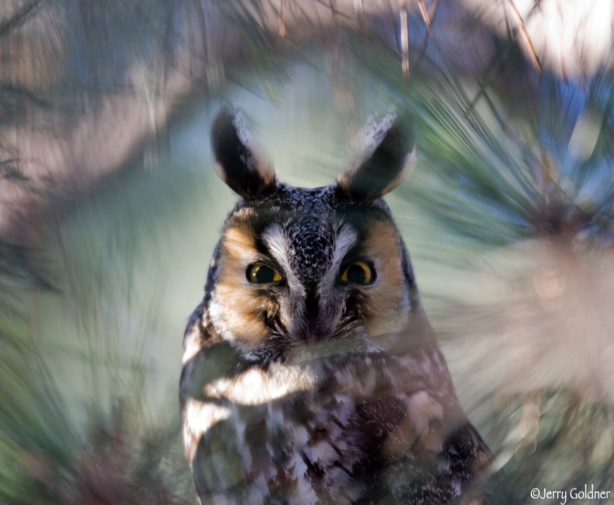 The Up & Up: What's Up With Owls? — Chicago Audubon Society