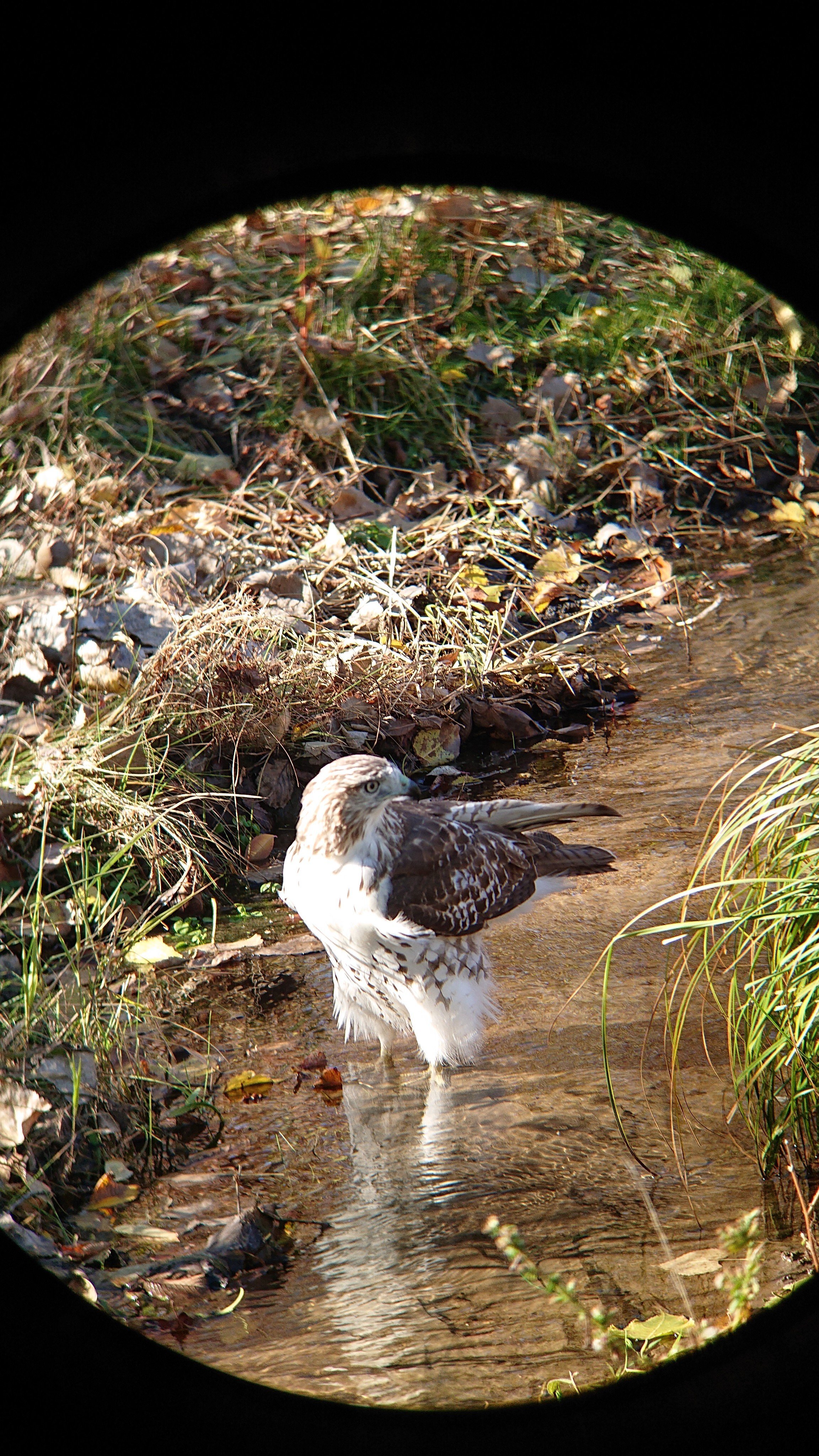 Follow That Bird to the 121st Christmas Bird Count