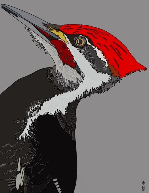 Notes From A Casual Birder: On Pileated Woodpeckers