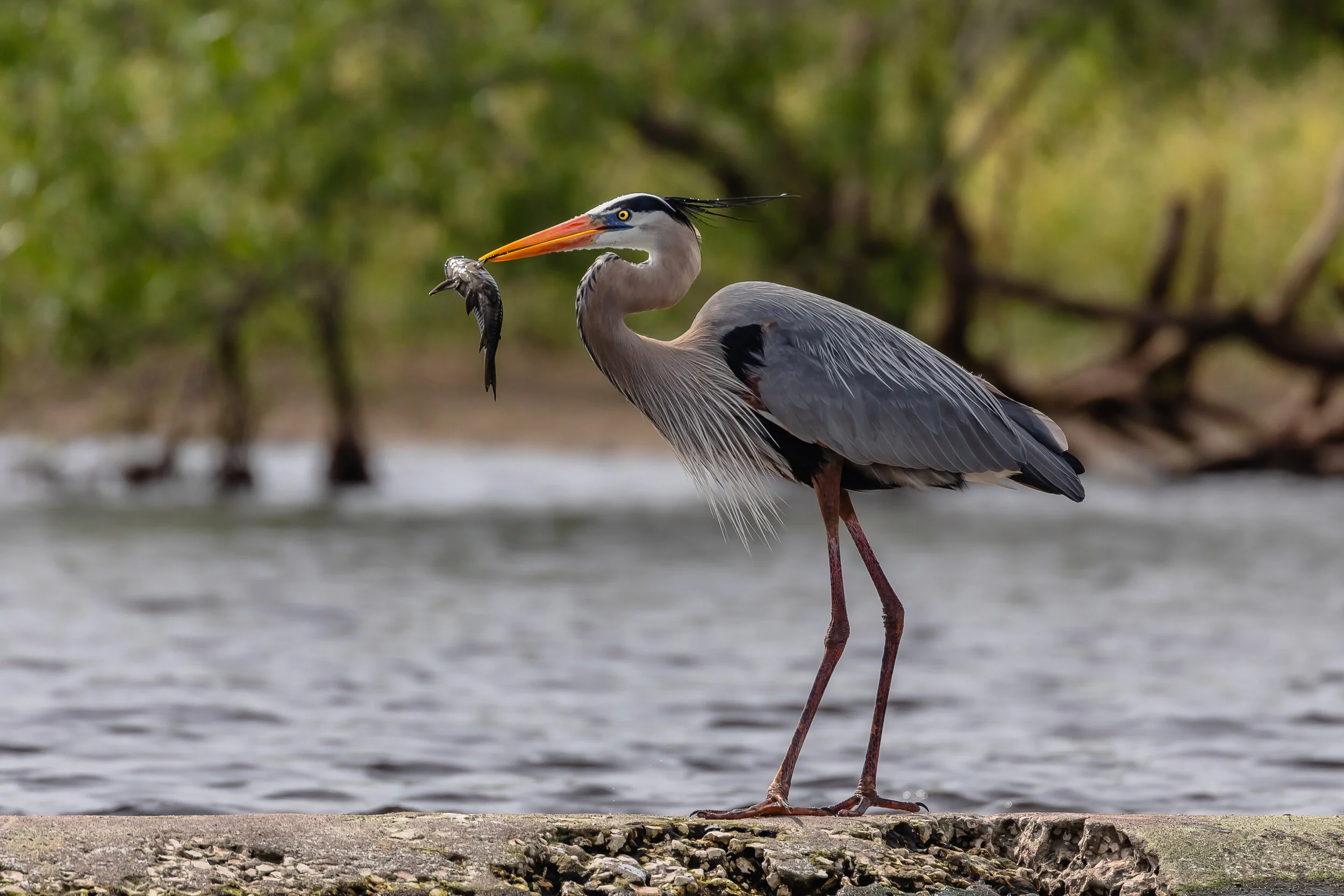 Aud_APA-2019_Great-Blue-Heron_A1-8242-2_TS_Photo-Lorraine-Minns.jpg
