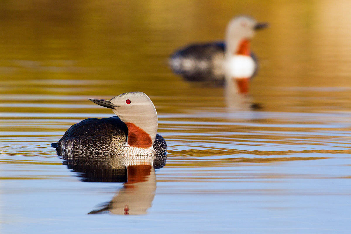 Red-throated loon - breeding adults. Photo: Ken Archer/Audubon Photography Awards