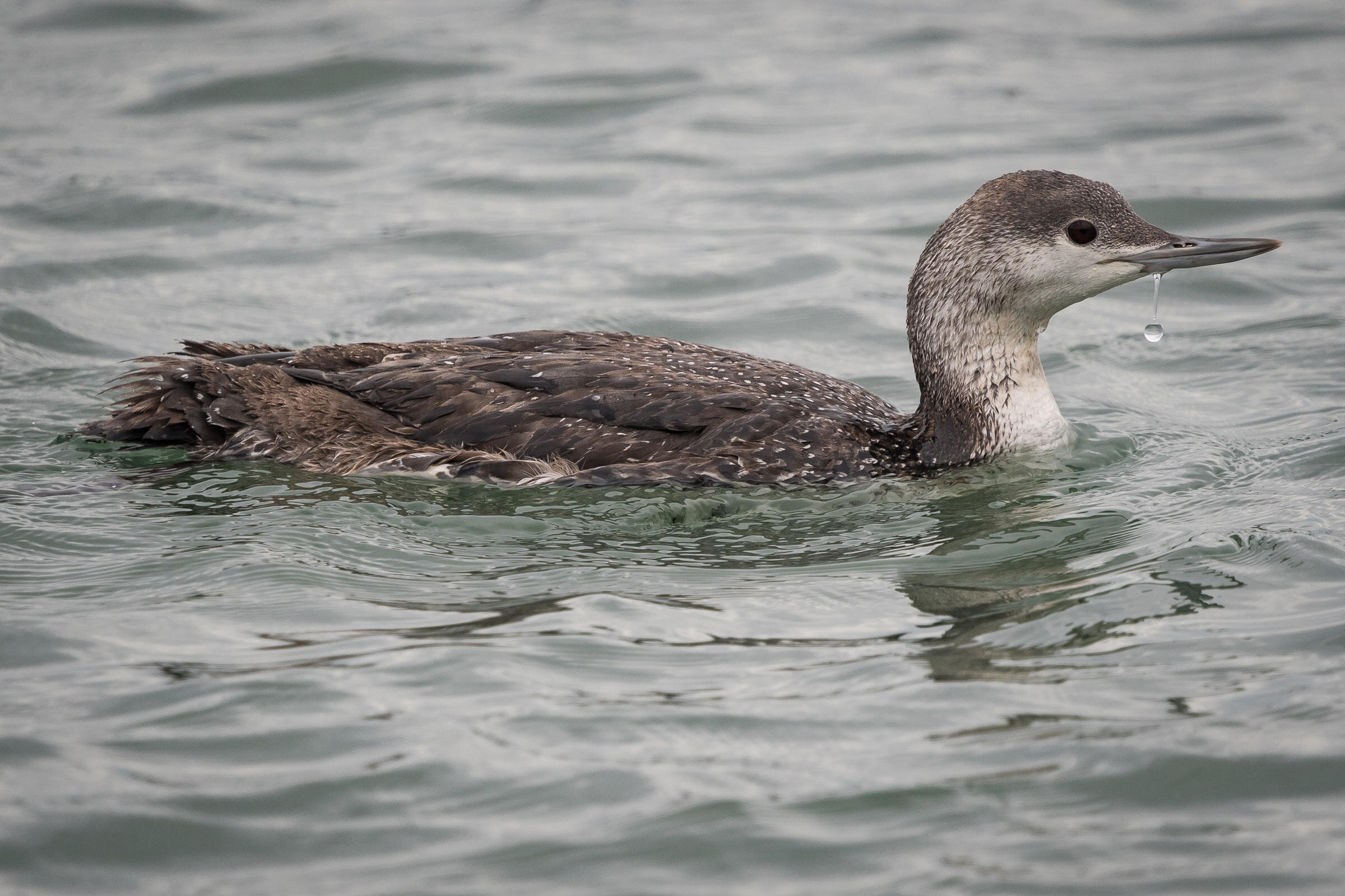 Red-throated loon,  non-breeding adult. Photo: Becky Matsubara/Flickr (CC BY 2.0)