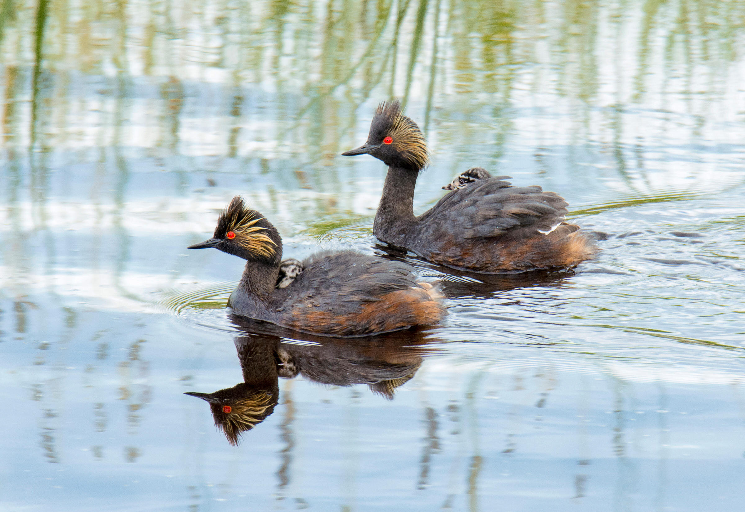 Eared grebe - breeding adults and downy young.  Photo: Wendy Crowe/Audubon Photography Awards
