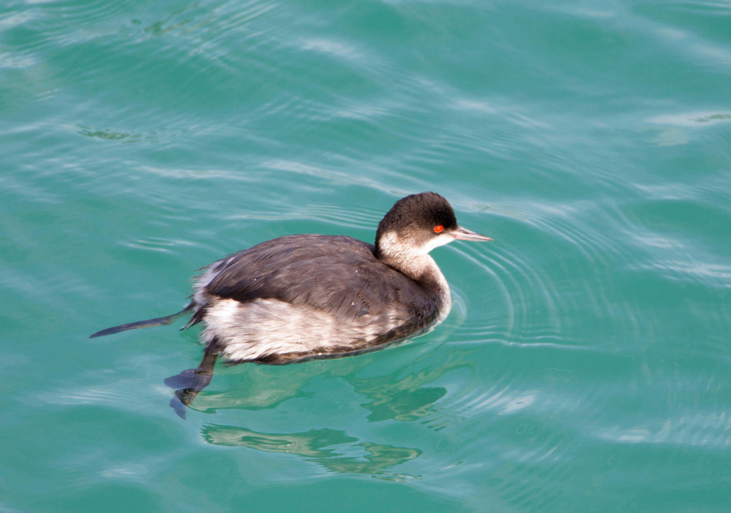 Eared grebe - non-breeding adult.  Photo: Richard Mittleman/Alamy