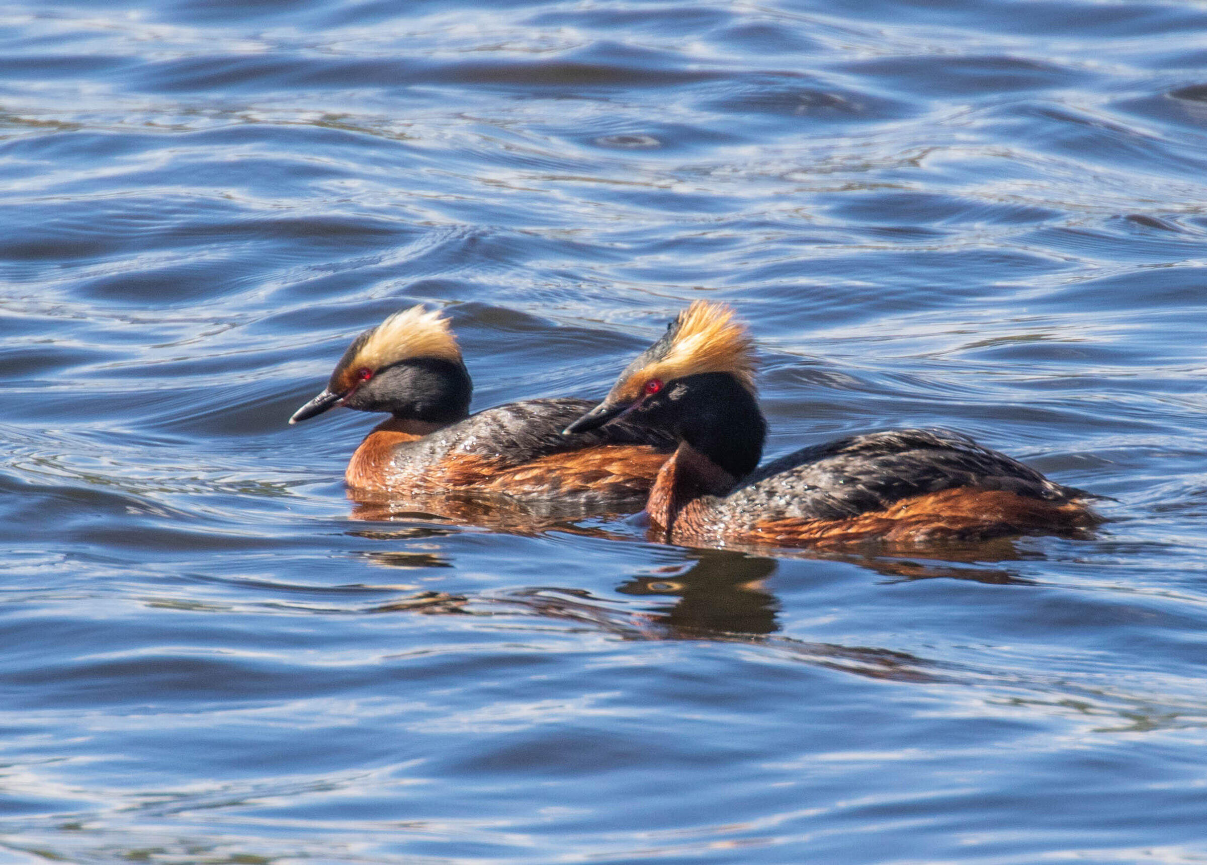 Horned grebe - breeding adults. Photo: David Larson/Flickr (CC BY-NC-ND 2.0