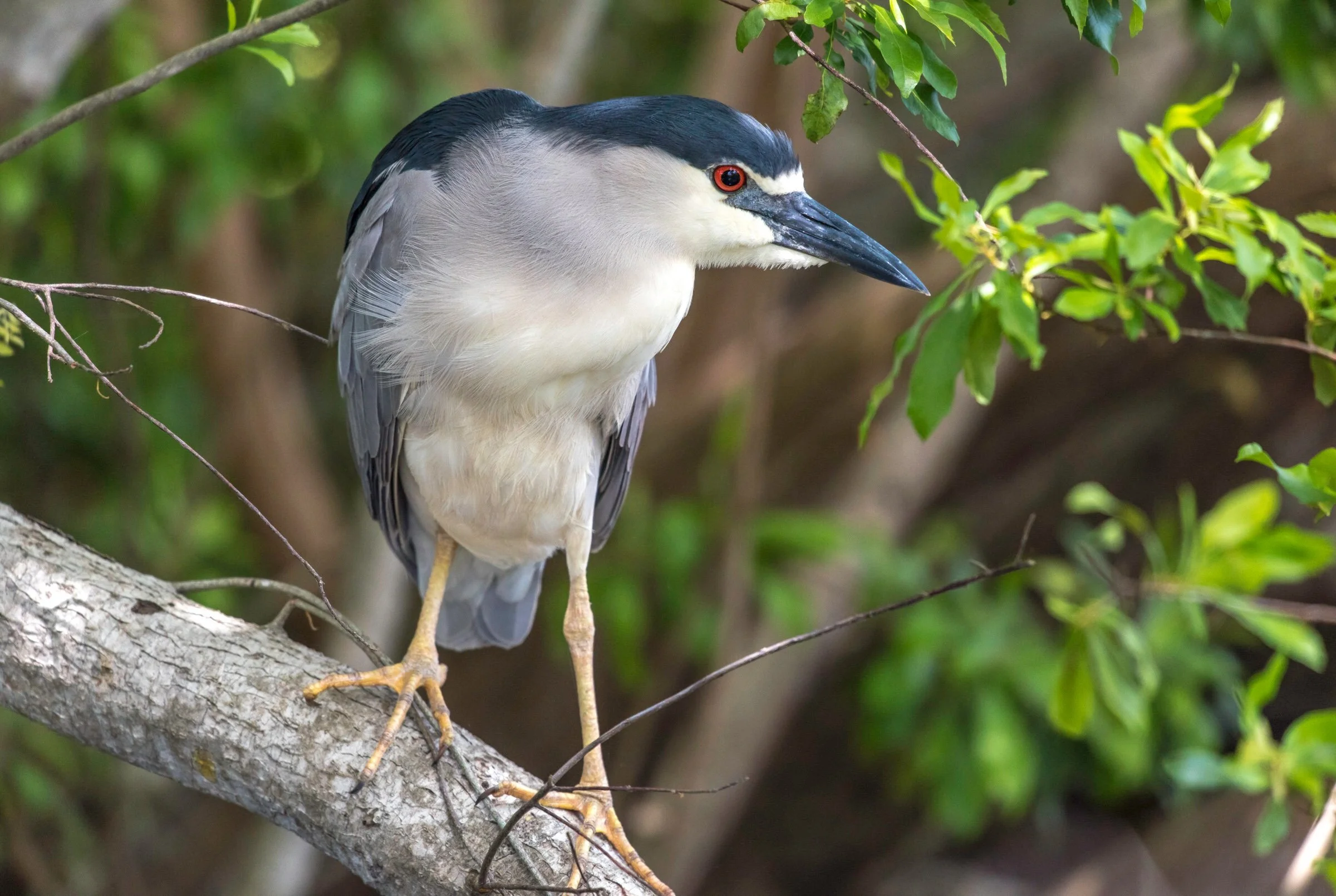 Caminata de Observación de Aves
