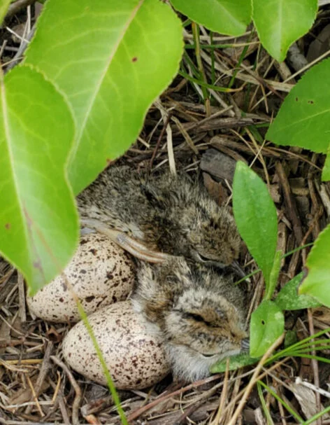 Techny Basin Easy Workday and Nest Search