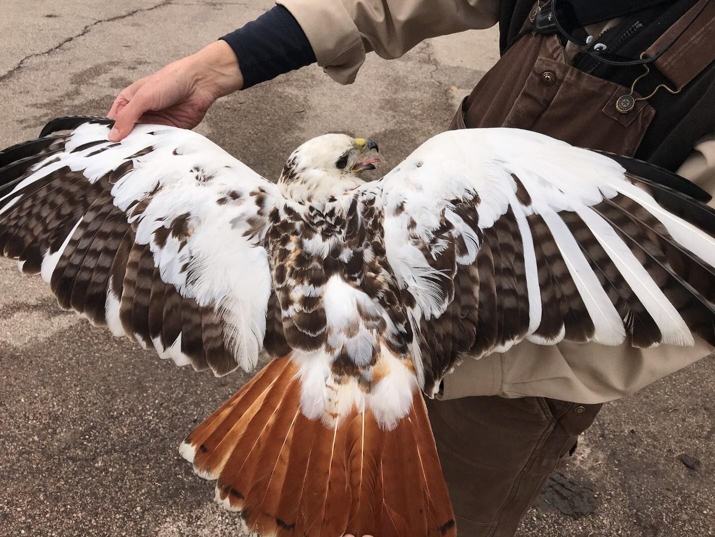 Adult Red-tailed Hawk with the leucistic trait. 