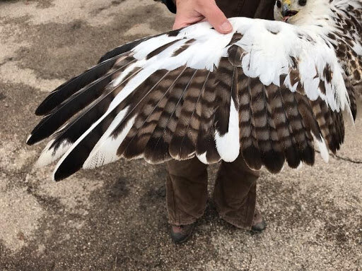 Adult Red-tailed Hawk with the leucistic trait. Attempting to age the bird using the primary feathers.