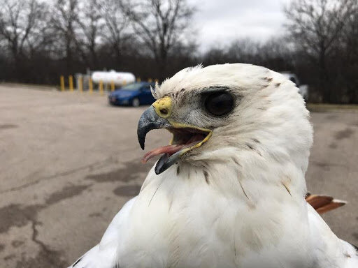 Adult Red-tailed Hawk with the leucistic trait. 