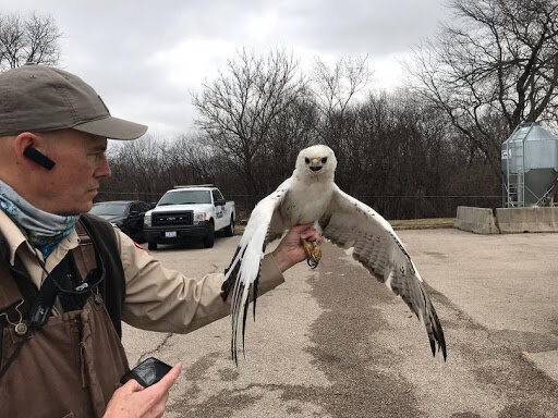 Adult Red-tailed Hawk with the leucistic trait. 