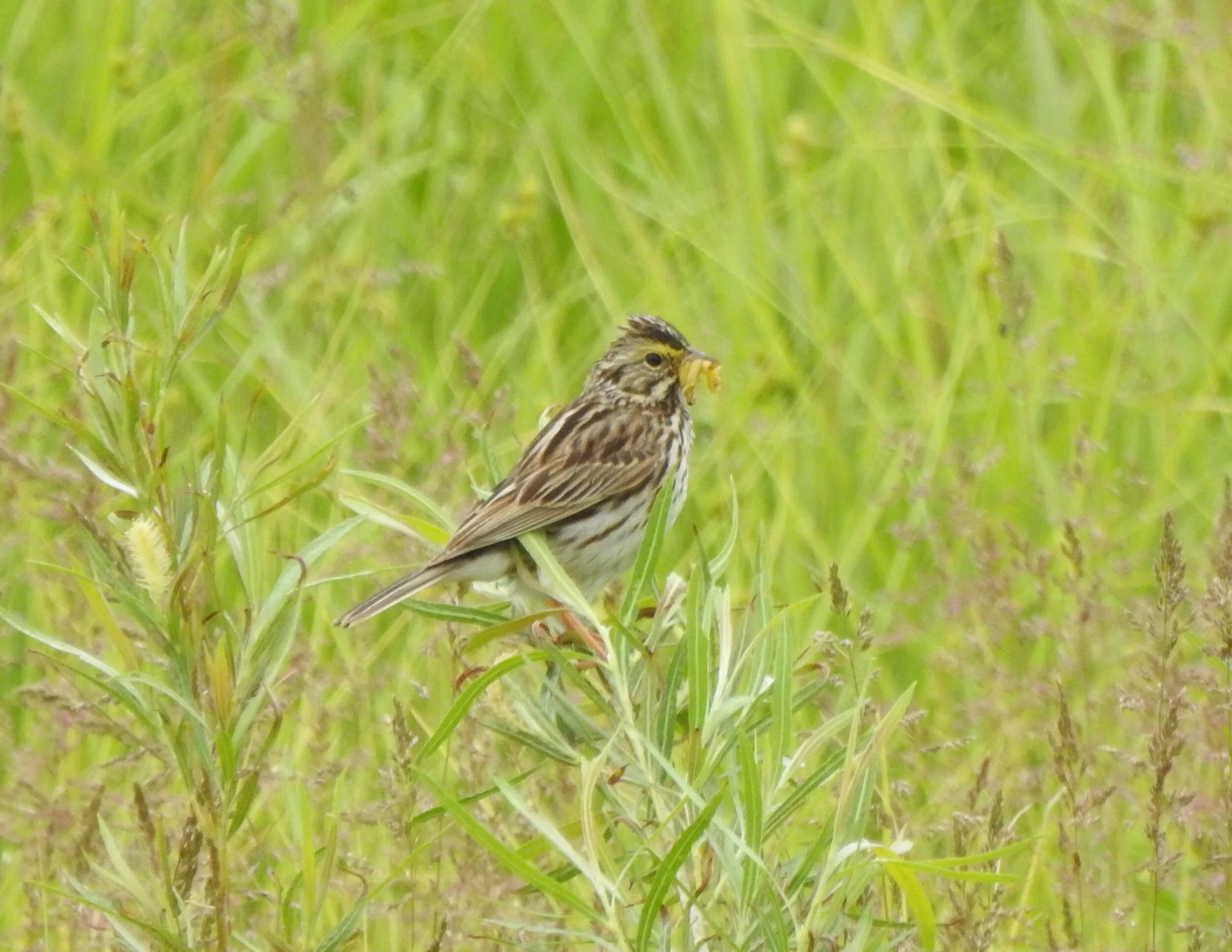 Techny Basin North: Saving Birds from the Mower