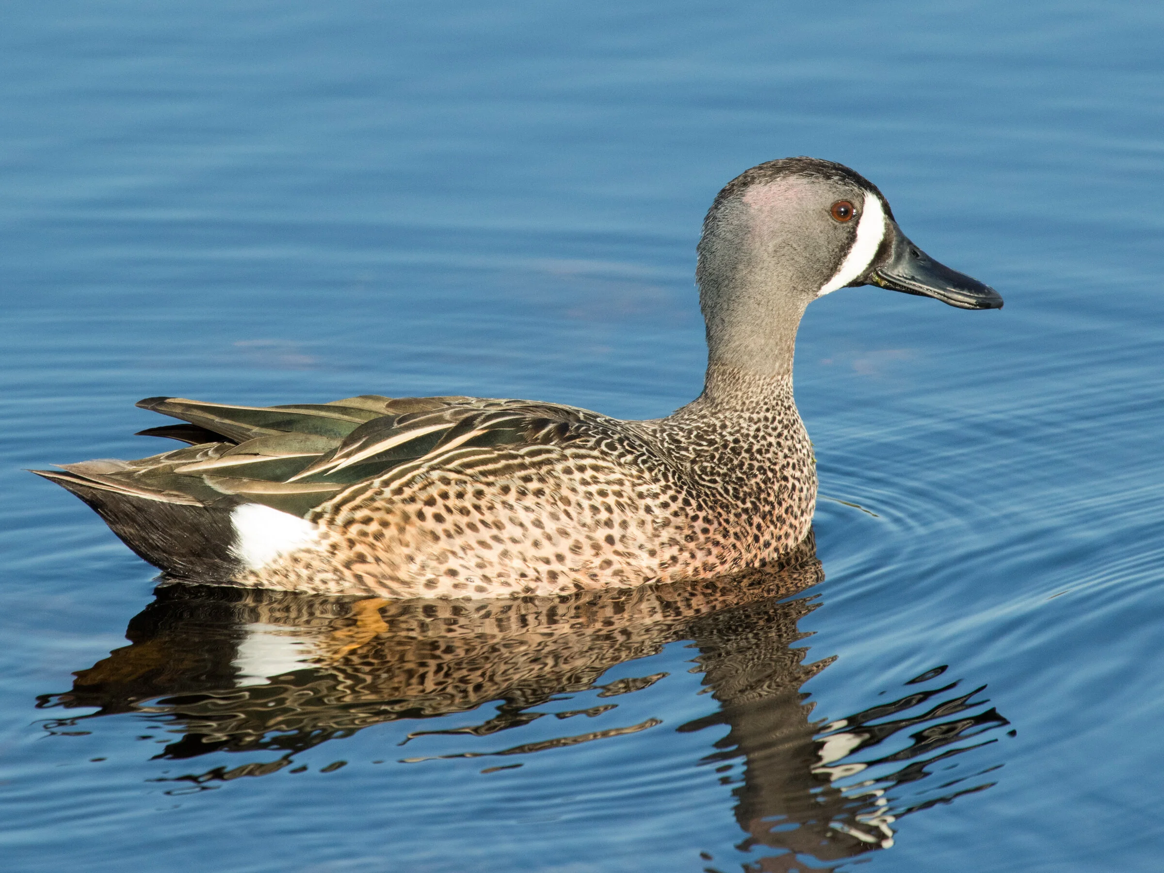 Wooded Island Bird Walk