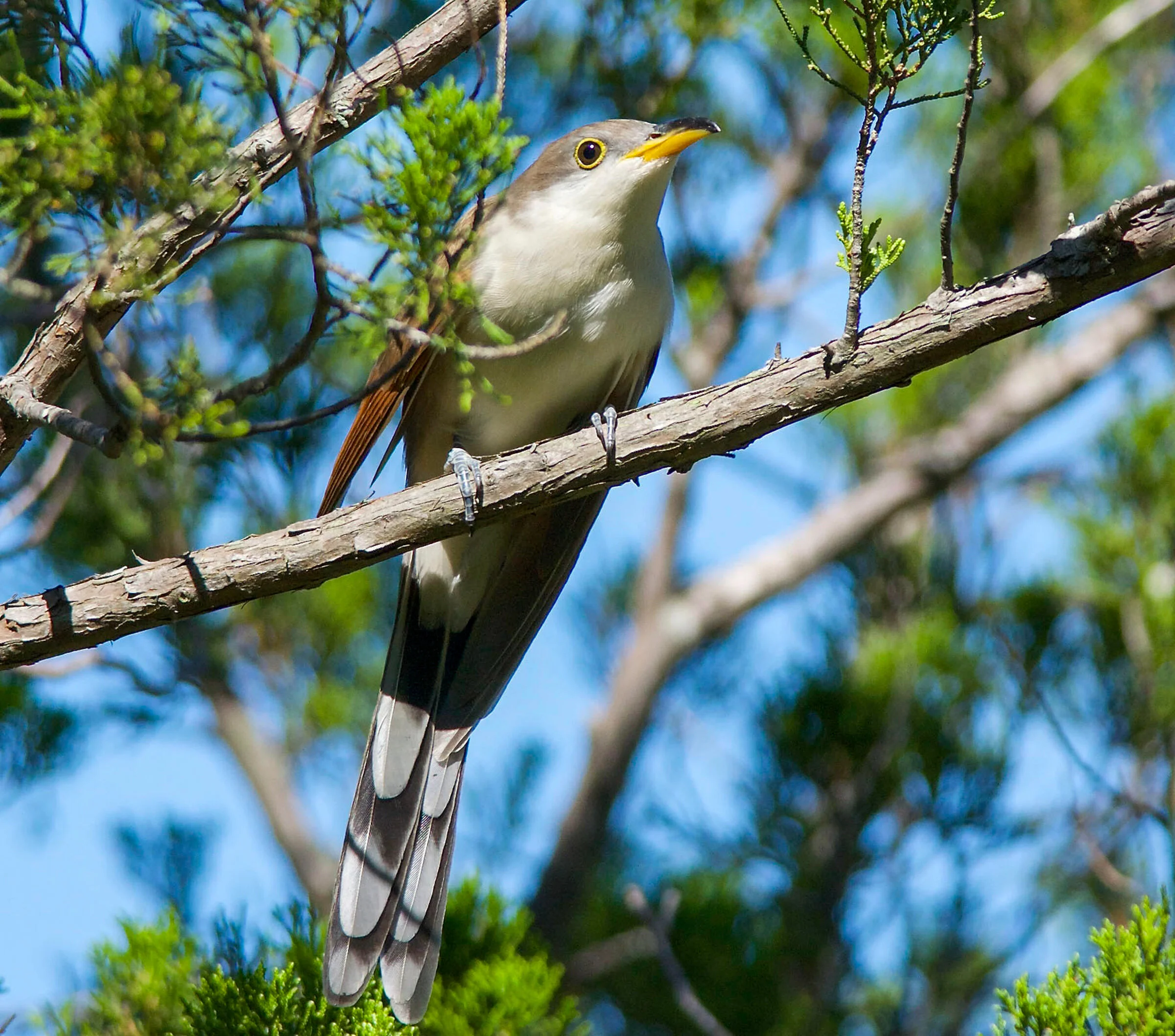 Wooded Island Bird Walk