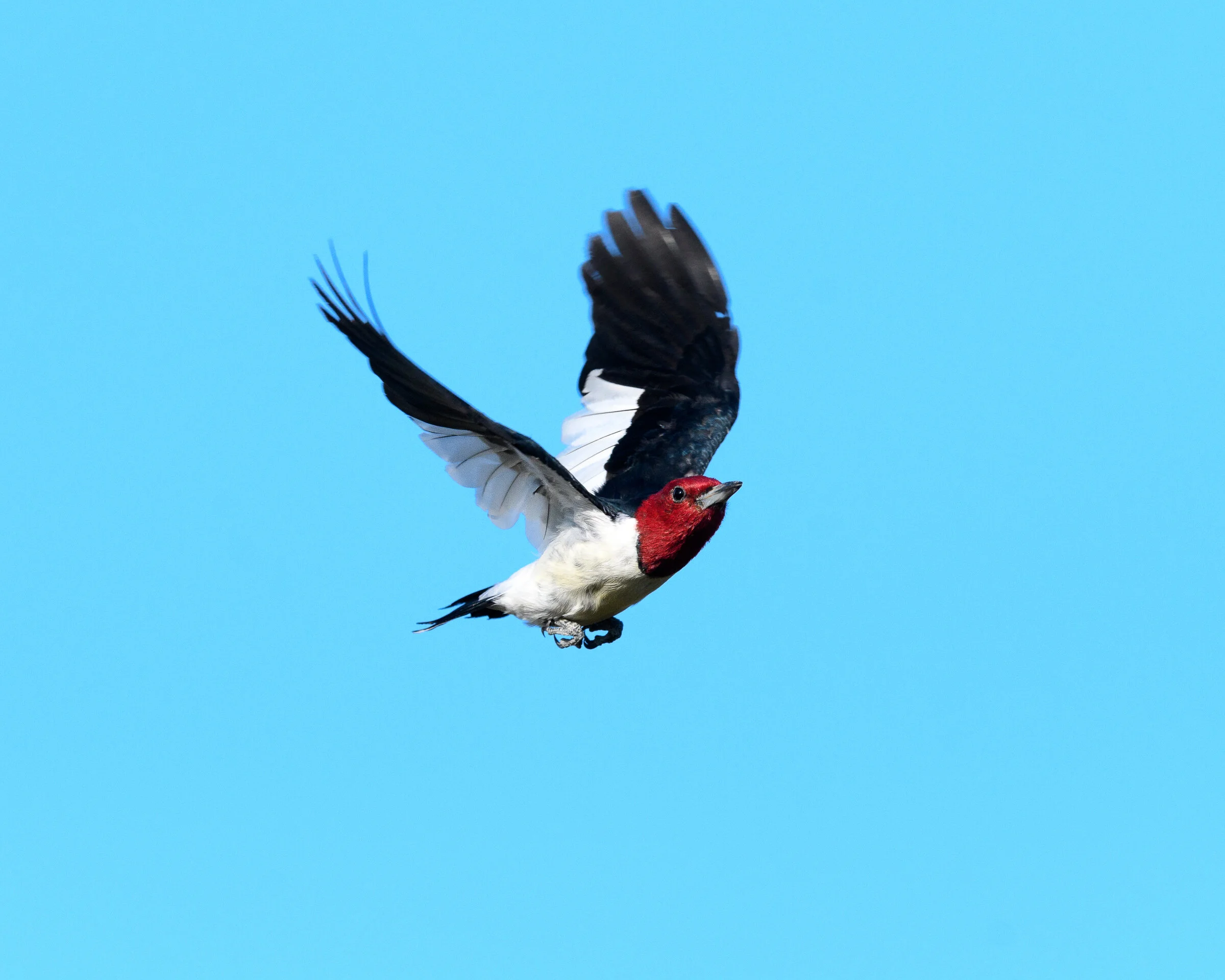 Birding at Whistler Woods
