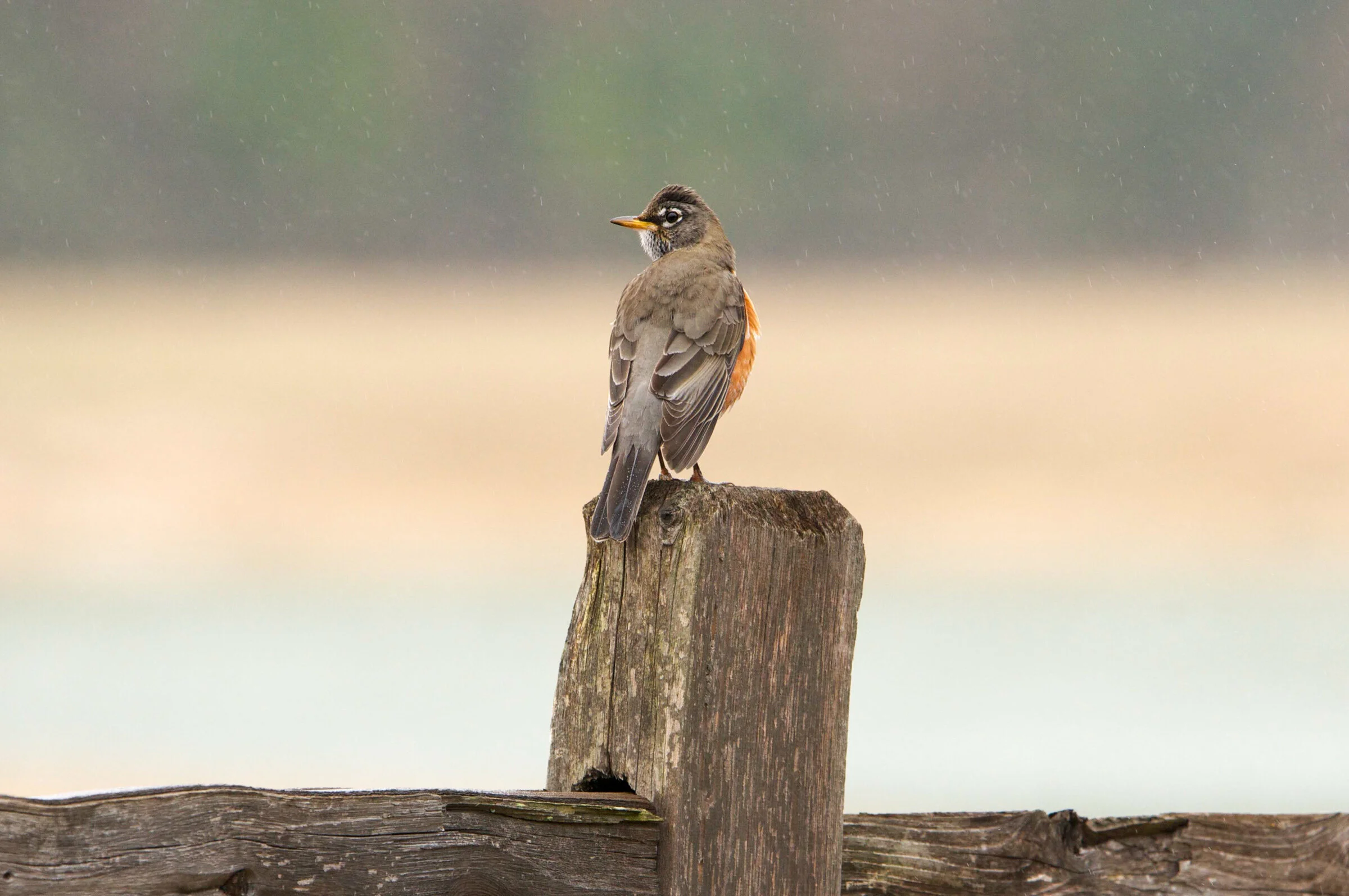 Wooded Island Bird Walk