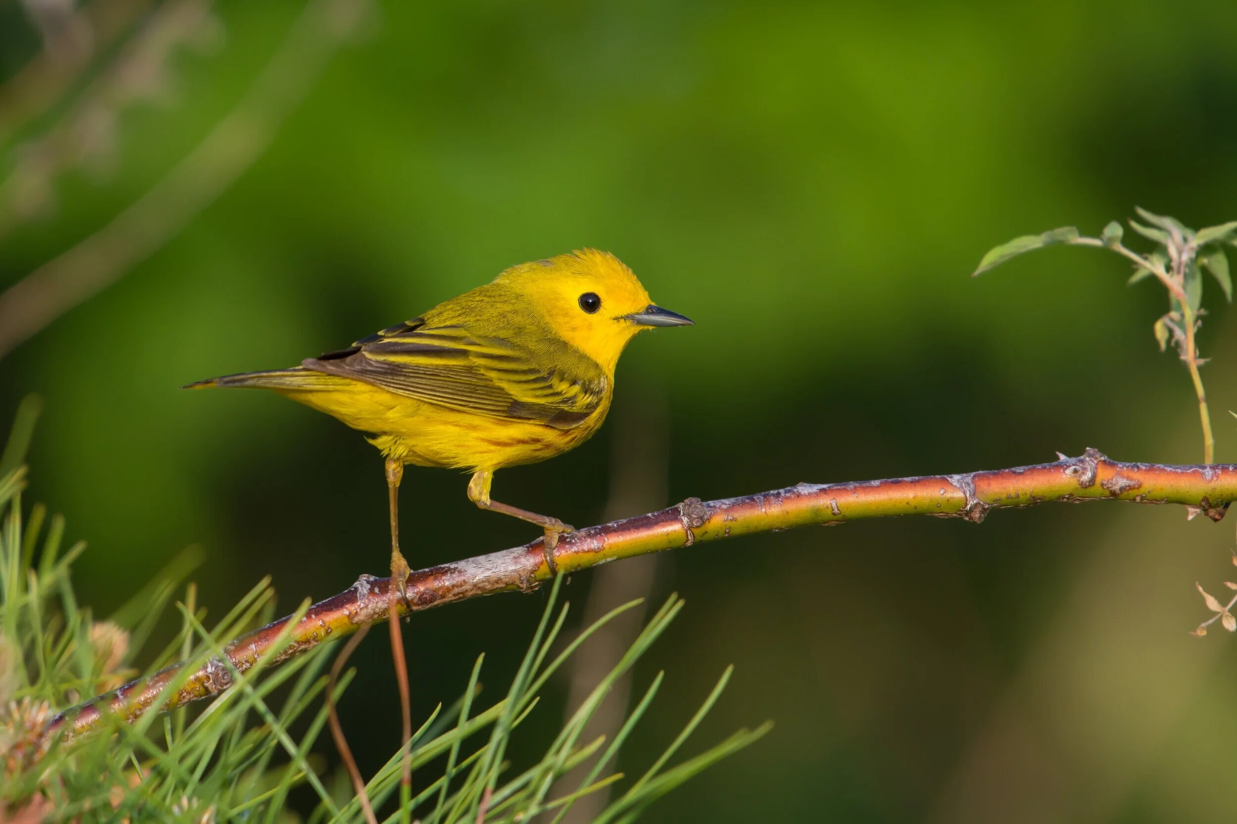 Wooded Island Bird Walk