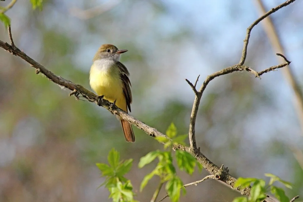 Birding at Whistler Woods