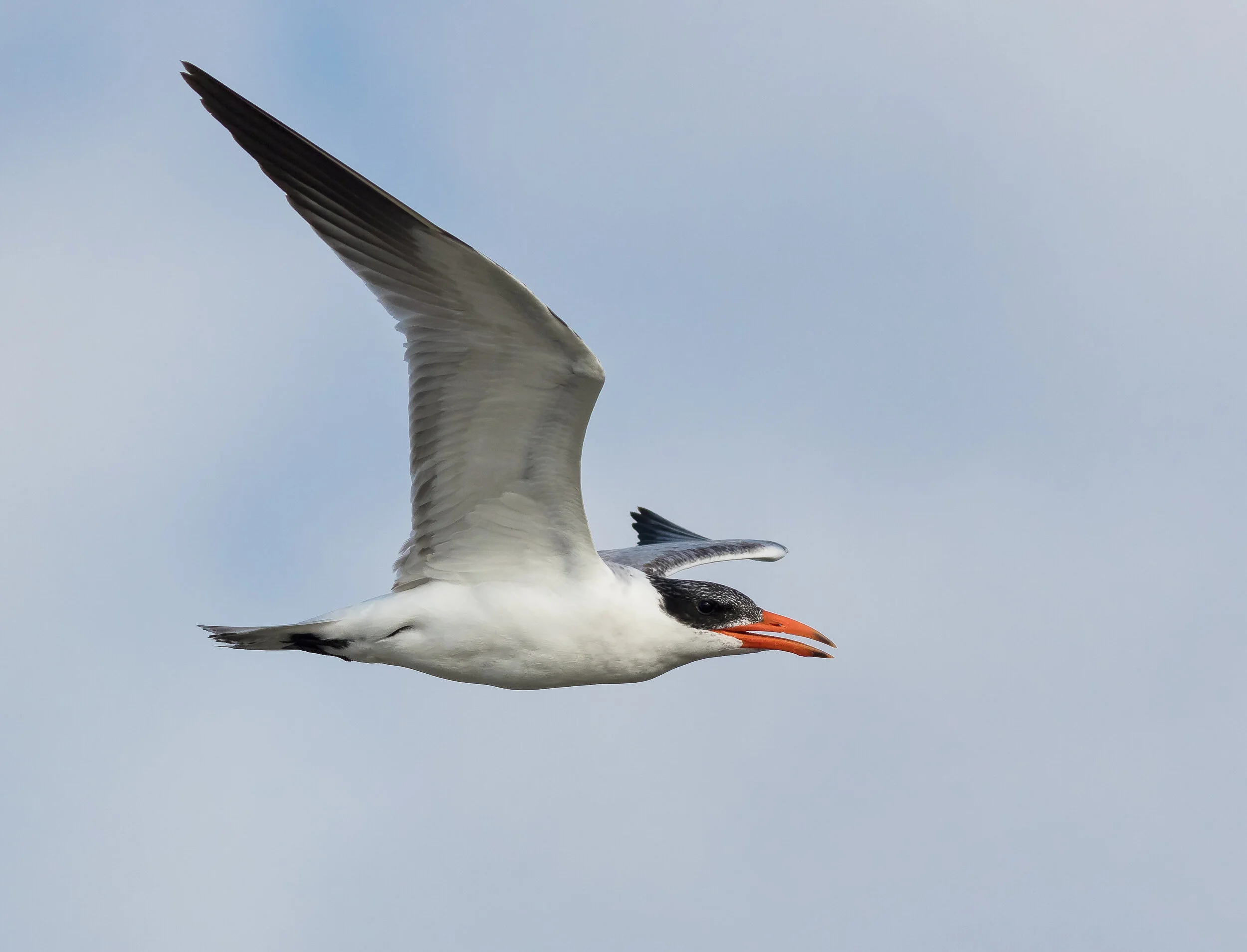 McKinley Park Birding