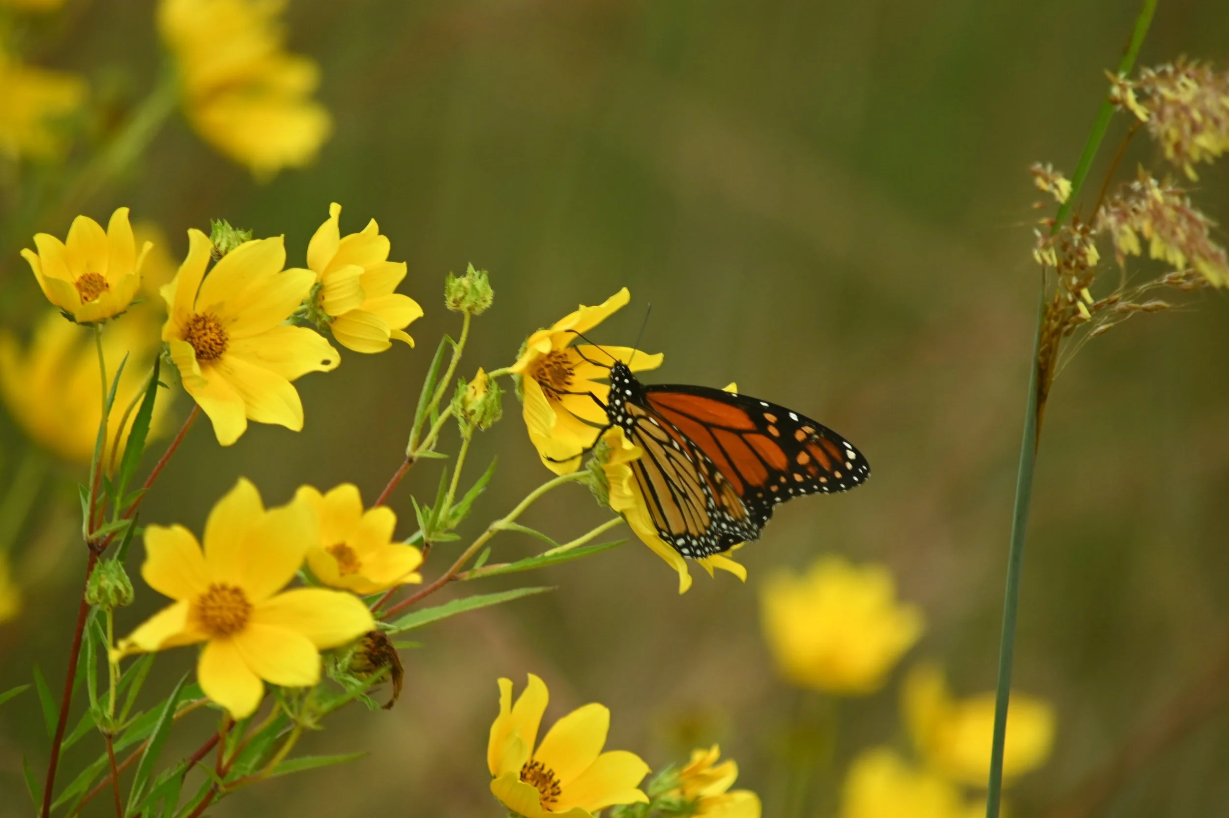 LGBTQ+ Out in Nature Meet Up - Powderhorn Prairie &amp; Marsh