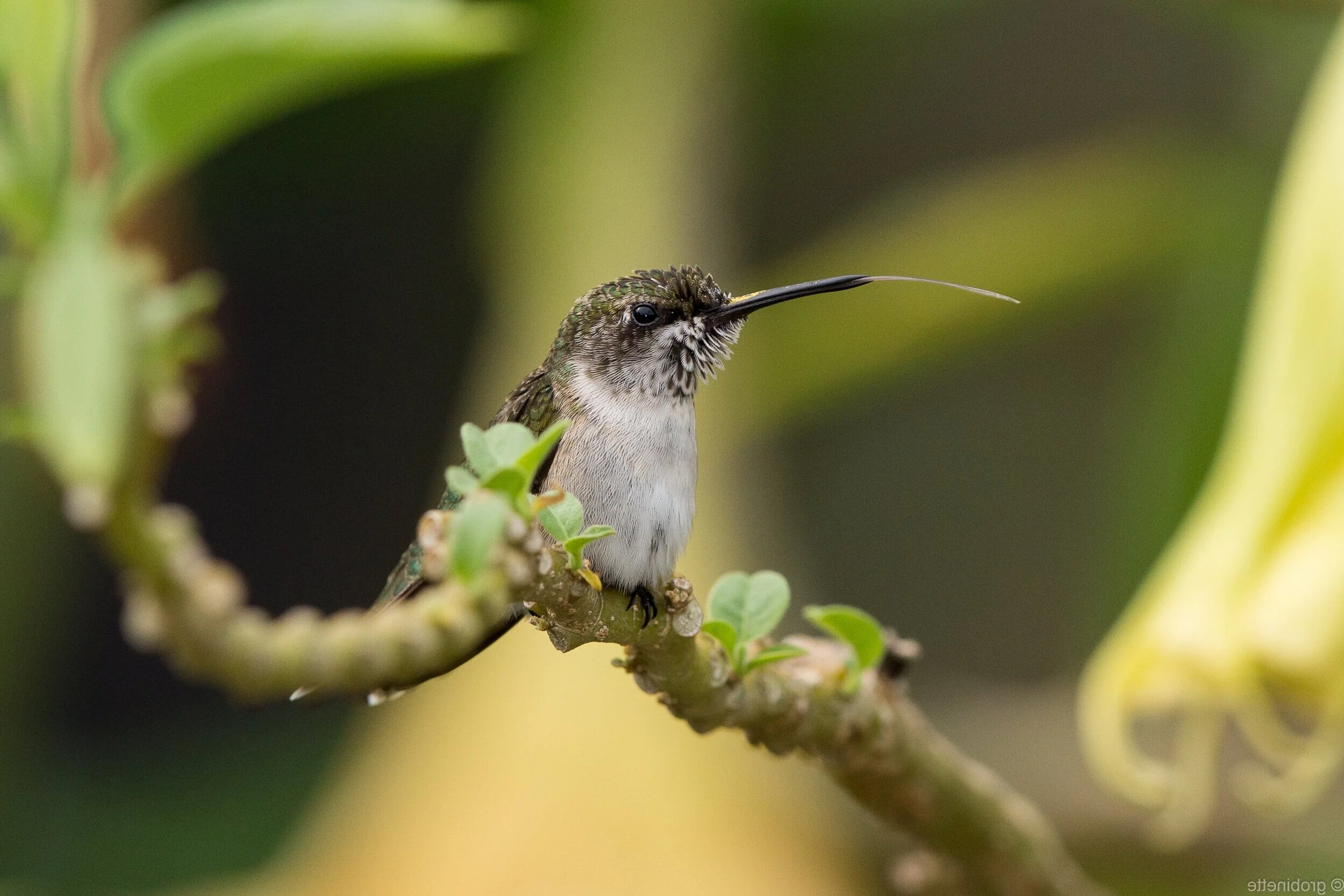Birds &amp; Coffee at Jarvis Bird Sanctuary 